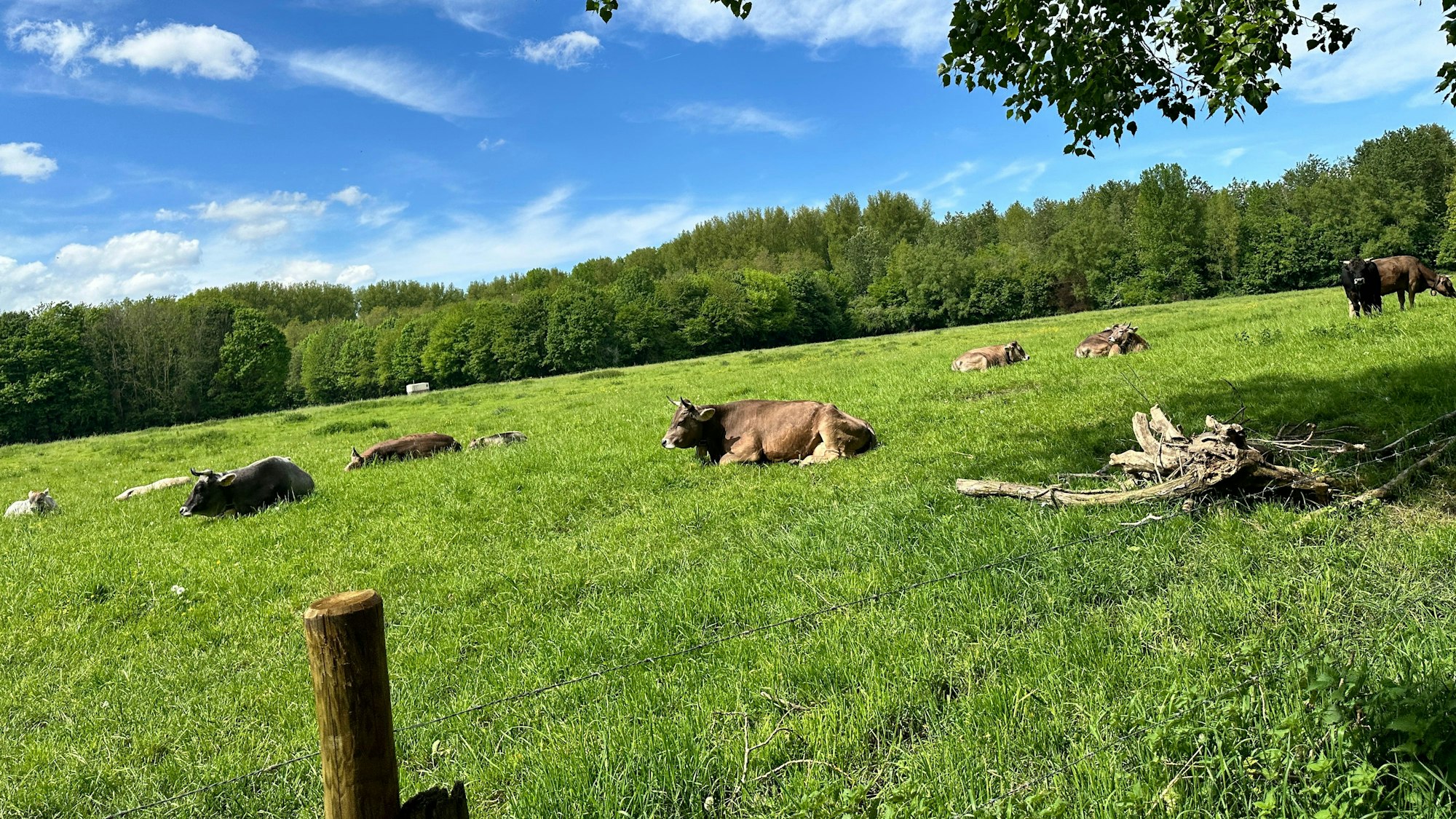 Das Grauvieh weidet in Weiß.