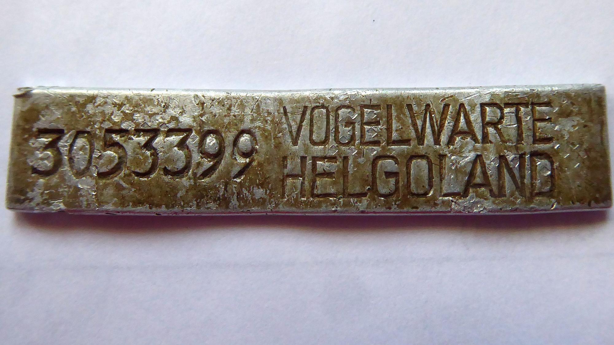 Der aufgebogene Aluminium-Fußring eines Mäusebussards.