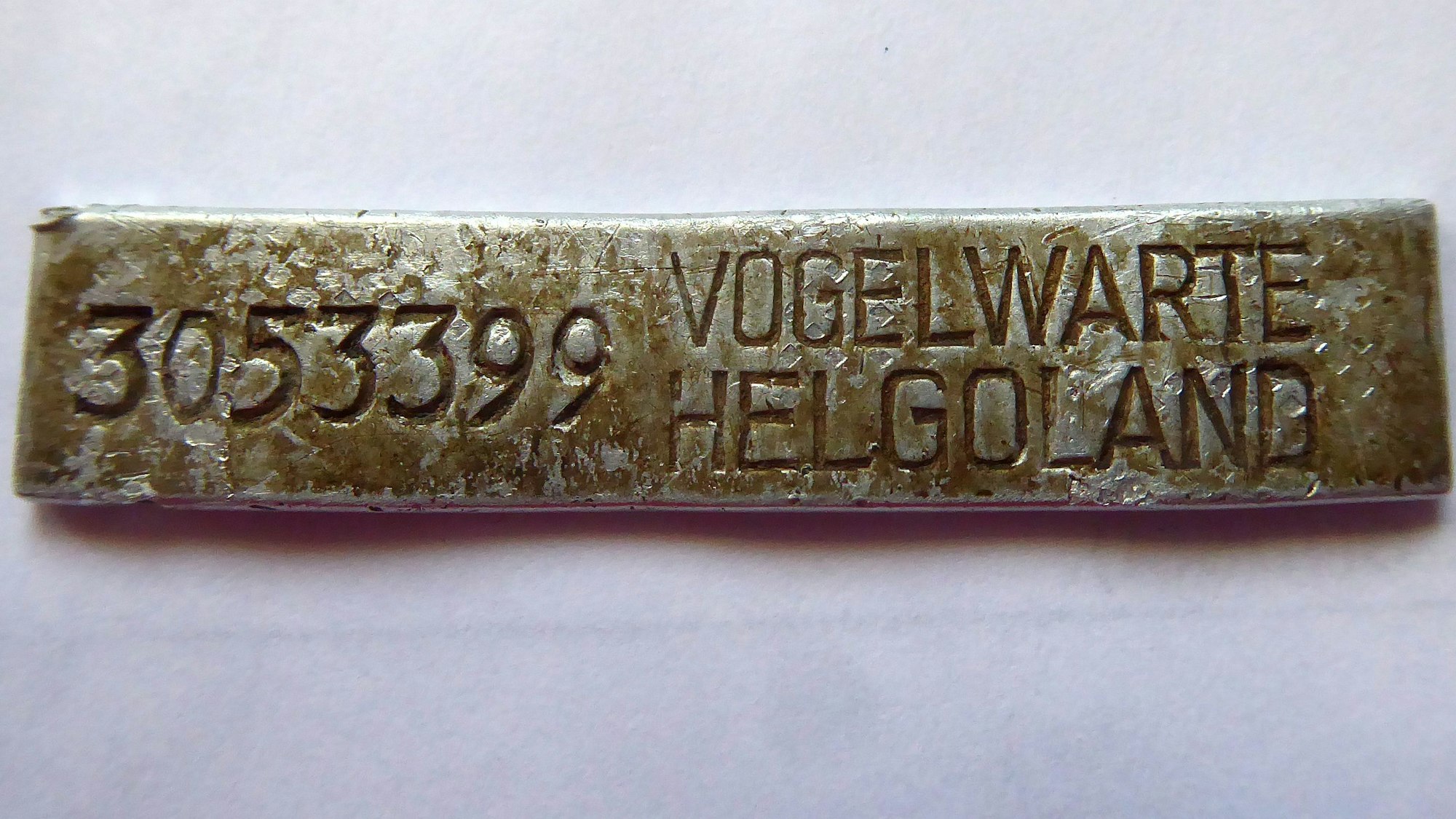 Der aufgebogene Aluminium-Fußring eines Mäusebussards.