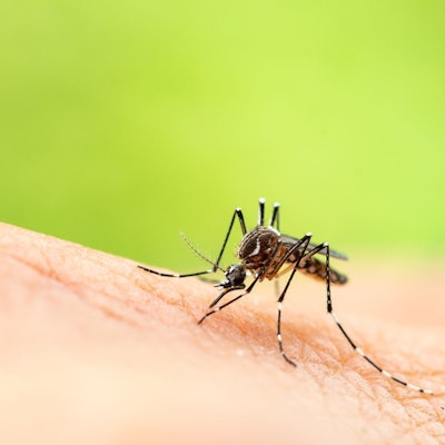 Tigermücke auf Haut.