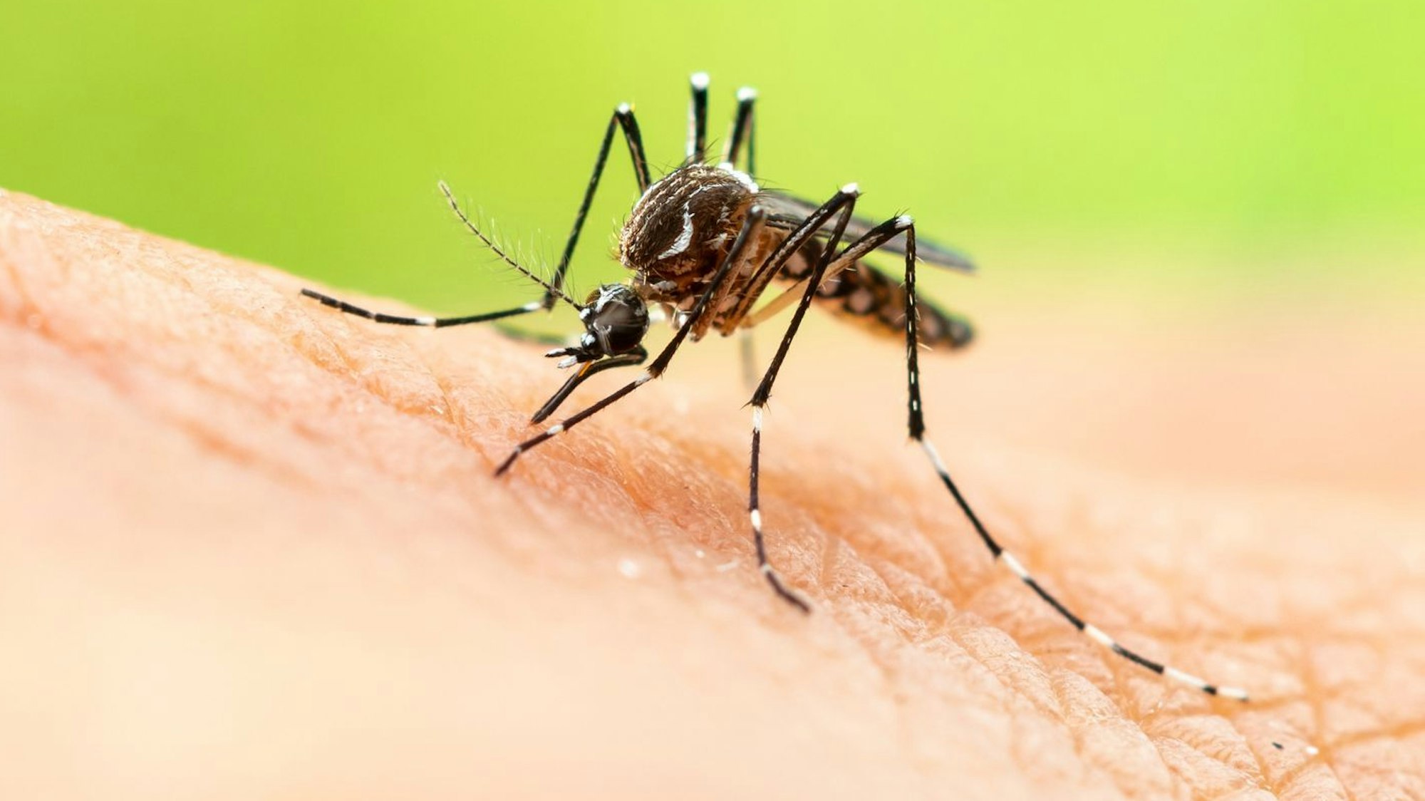 Tigermücke auf Haut.