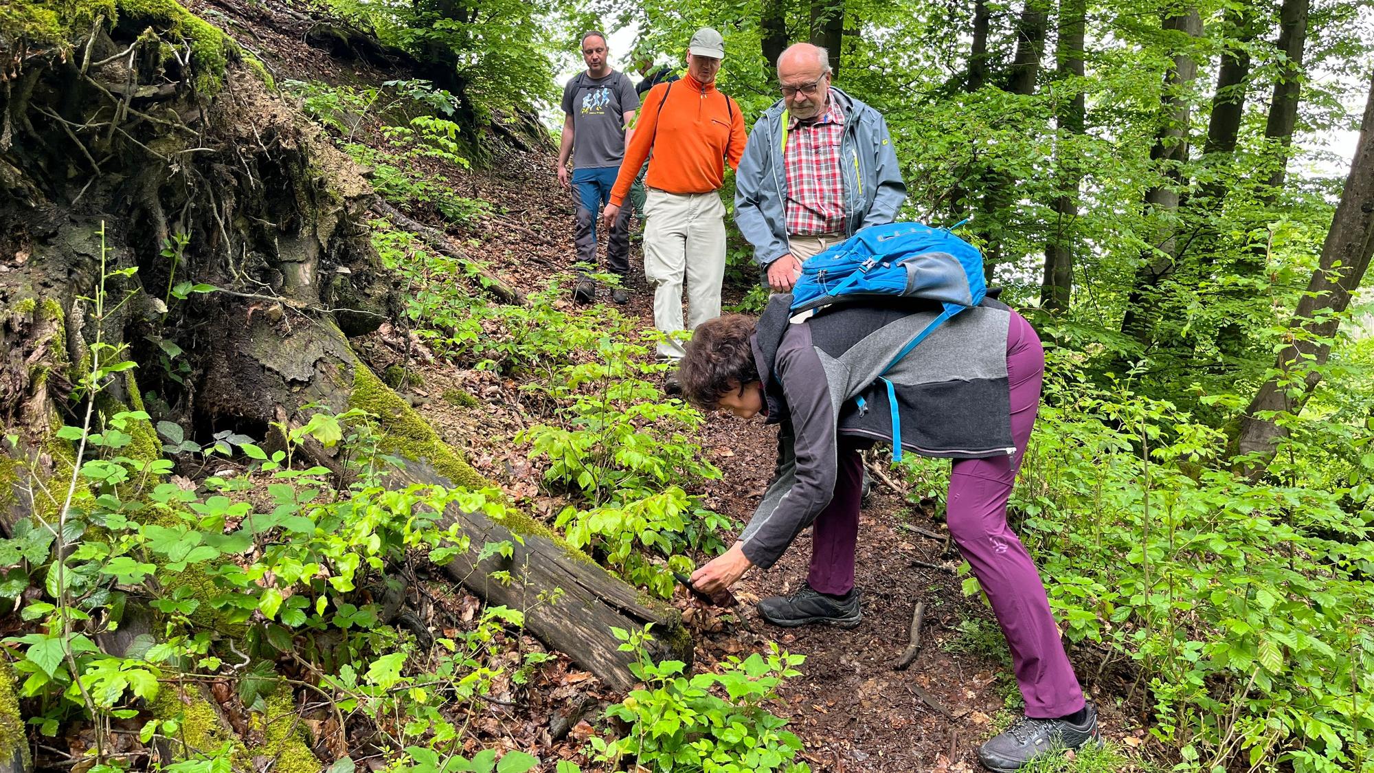 Uschi Weinrich fotografiert beim Anstieg mit der Wandergruppe eine Pflanze an einer Baumwurzel.