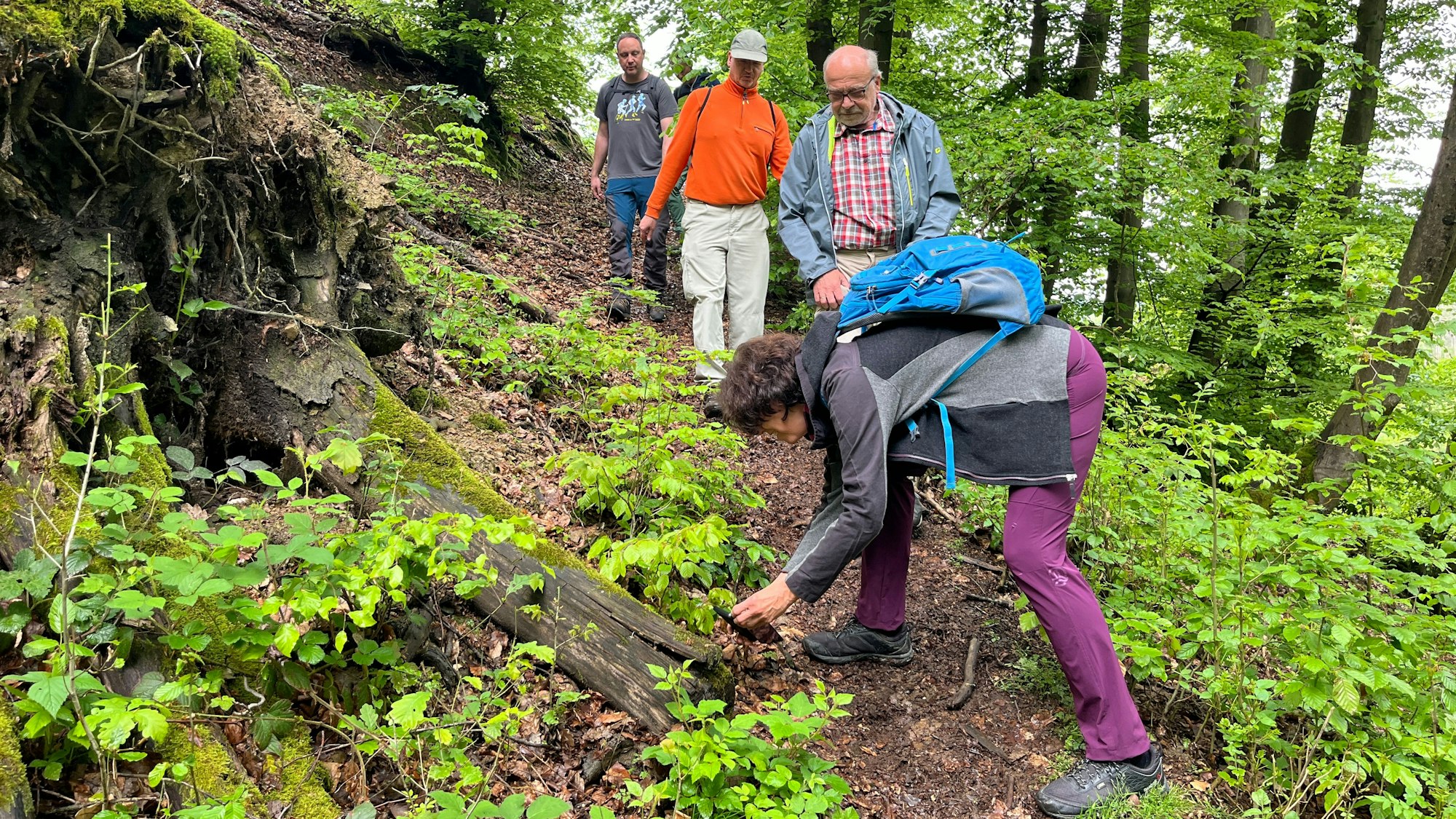 Uschi Weinrich fotografiert beim Anstieg mit der Wandergruppe eine Pflanze an einer Baumwurzel.