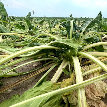 Das Bild zeigt zahlreiche Zuckerrüben, die die Blätter hängen lassen.