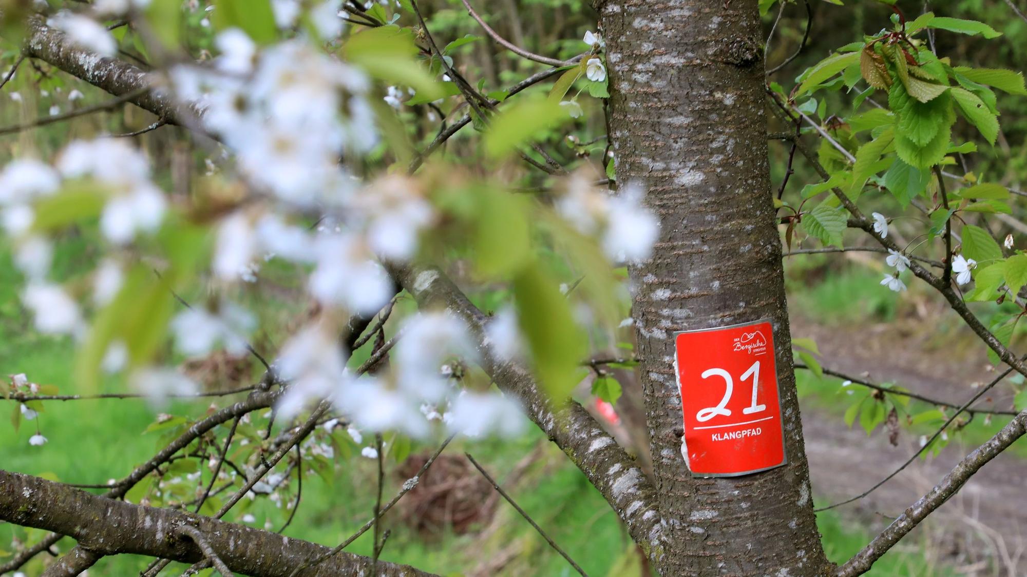 Neben der Markierung des Klangpfads an einem Baum bei Nümbrecht sind Blüten zu sehen.