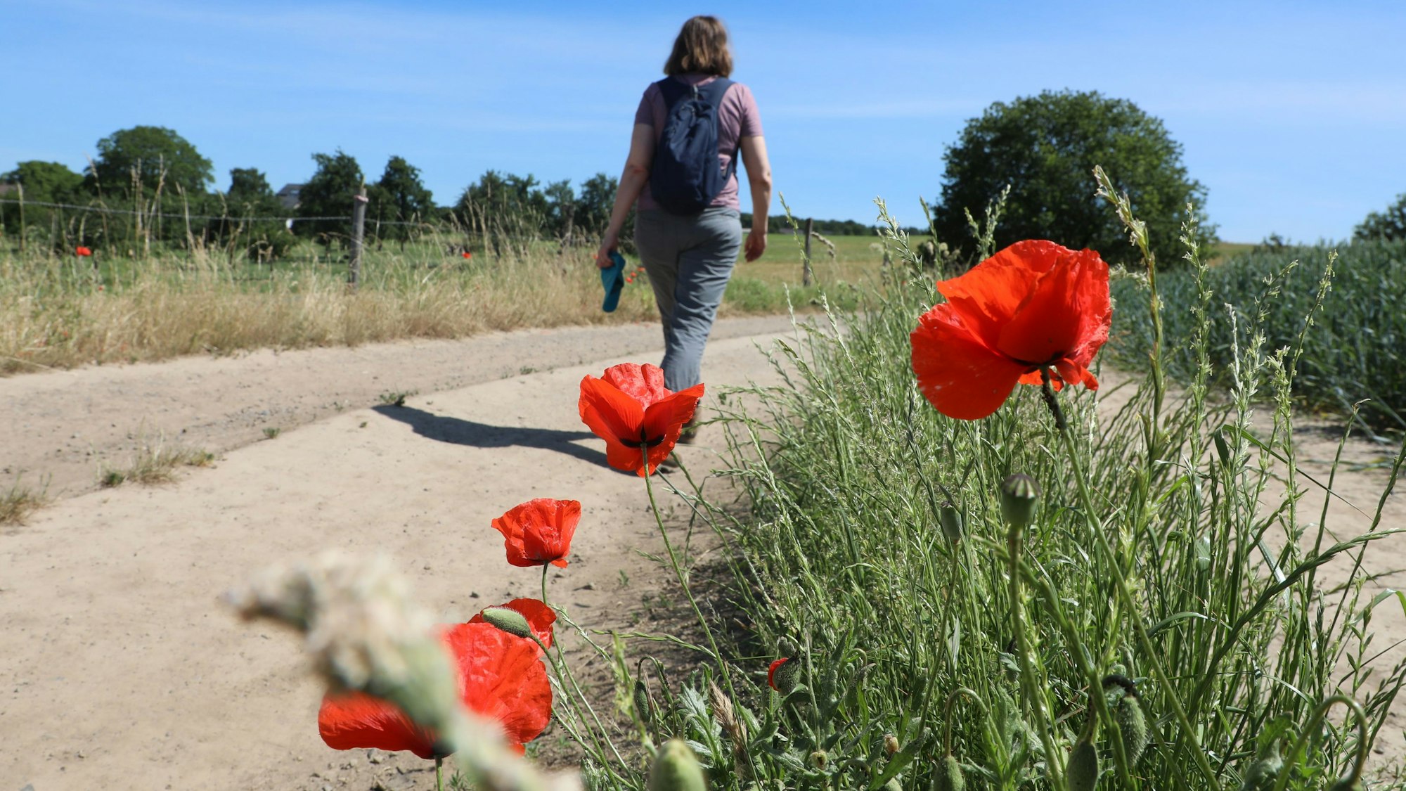 Mohnblumen wachsen am Wegesrand des Leichlinger Obstwegs.