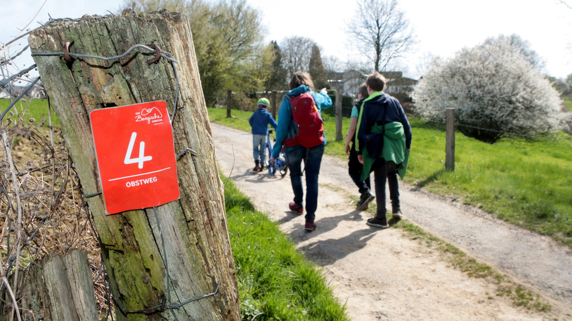 Wanderer auf dem Leichlinger Obstweg wandern an einem blühenden Baum vorbei.