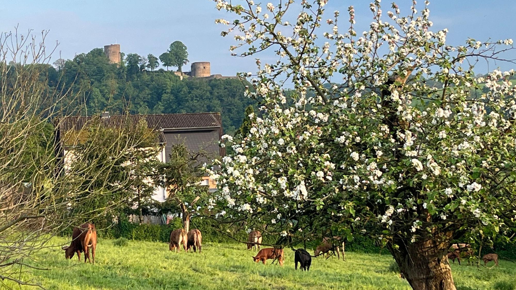 Blick auf die Burg Blankenberg von der Aueler Seite aus.