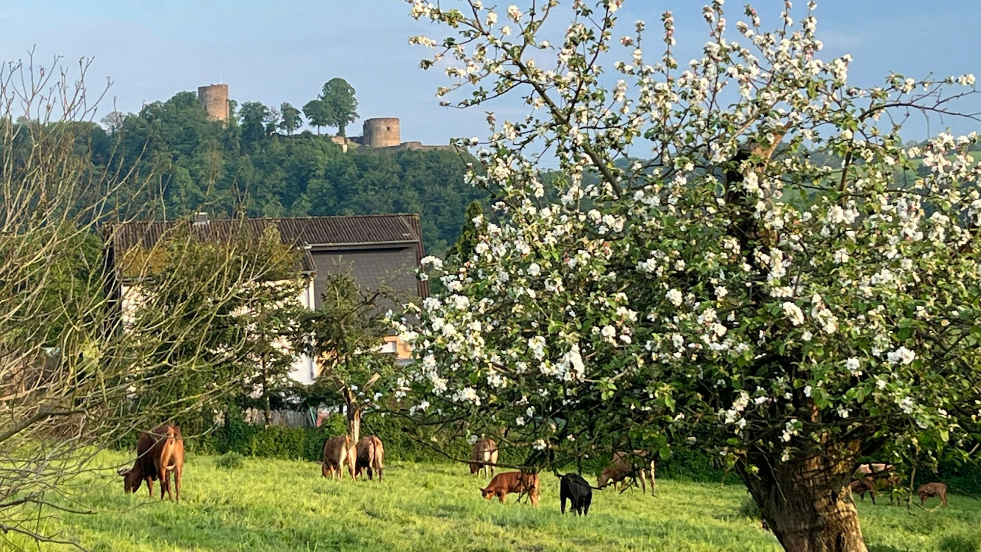 Blick auf die Burg Blankenberg von der Aueler Seite aus.