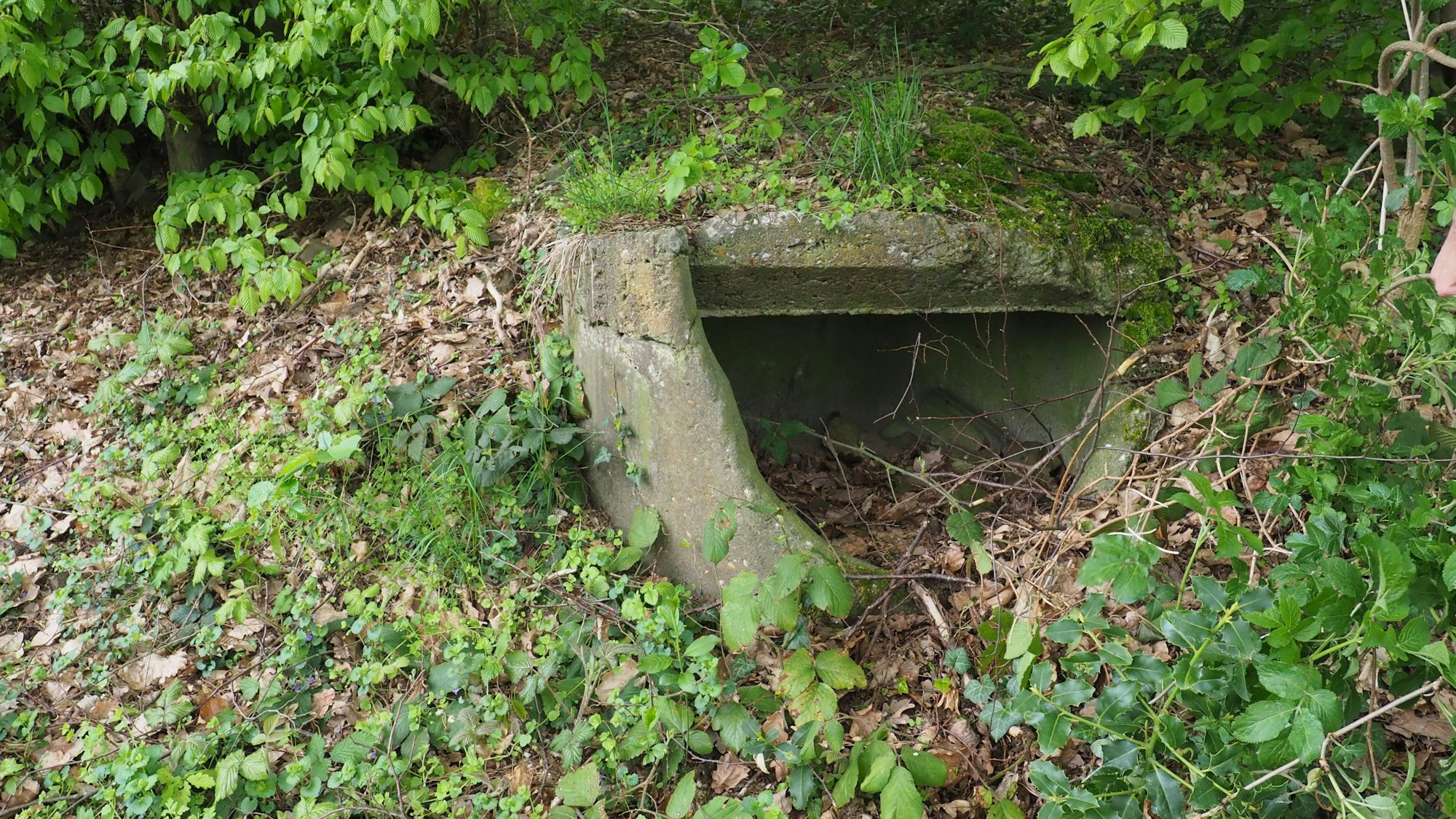 Ein zugewachsener Zugang zu einem Unterstand für Soldaten.