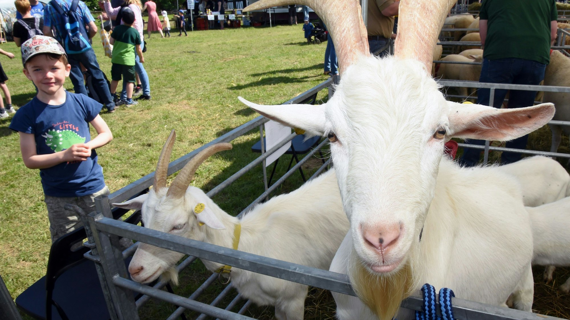 Blick auf einen Jungen vor einem Ziegengehege