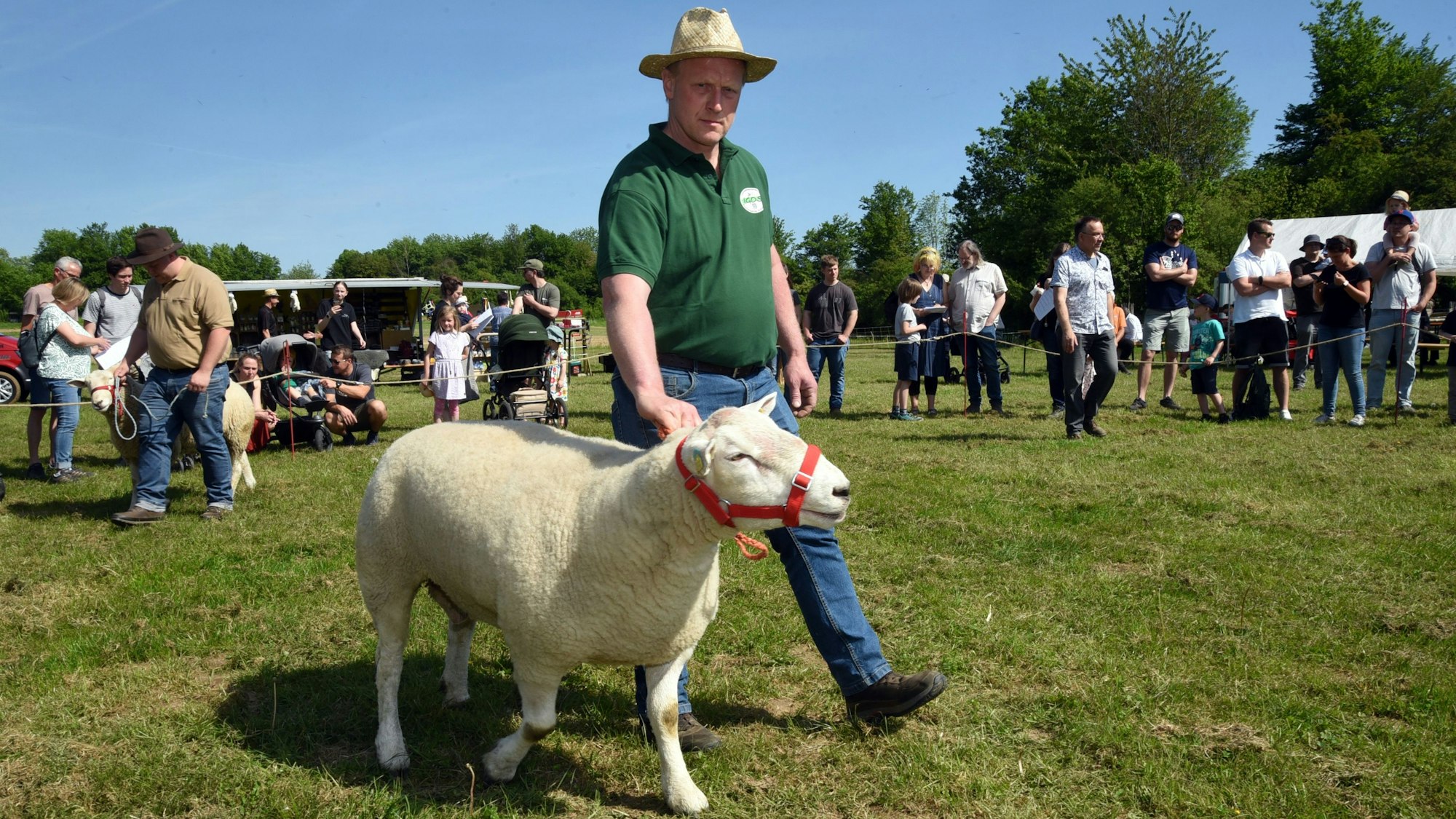 Im Bild ist ein Mann, der ein Schaf an der Leine hält.