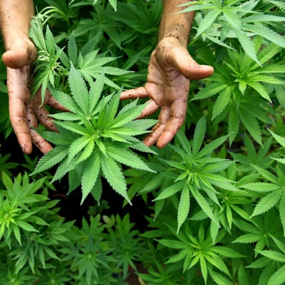 Zwei Hände halten eine Cannabispflanze.