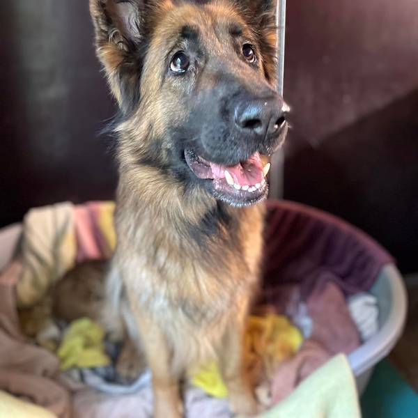 Schäferhündin Luna (4) sucht ein neues Zuhause. Hier schaut sie rechts an der Kamera vorbei.