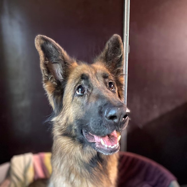 Schäferhündin Luna (4) sucht ein neues Zuhause. Hier schaut sie rechts an der Kamera vorbei.