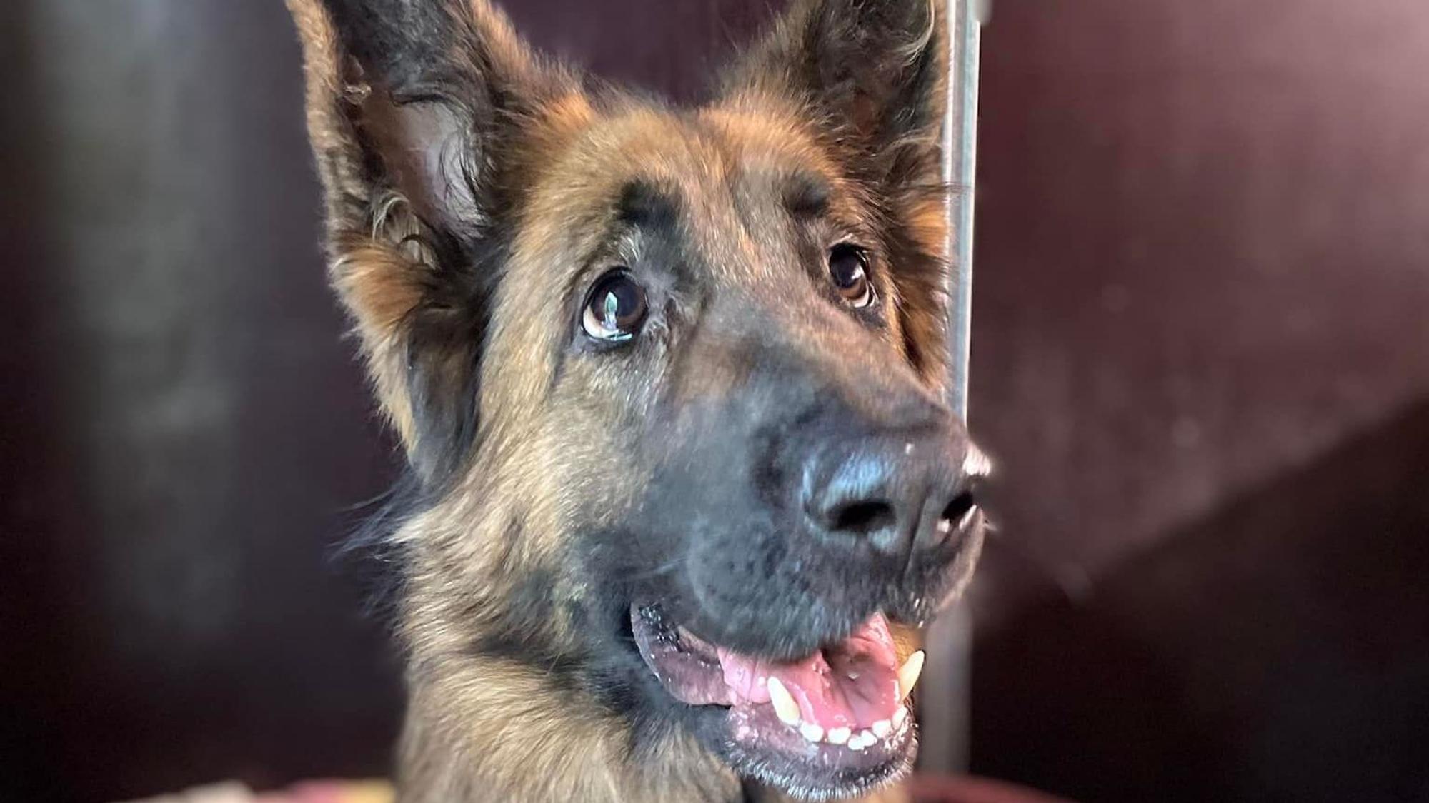 Schäferhündin Luna (4) sucht ein neues Zuhause. Hier schaut sie rechts an der Kamera vorbei.