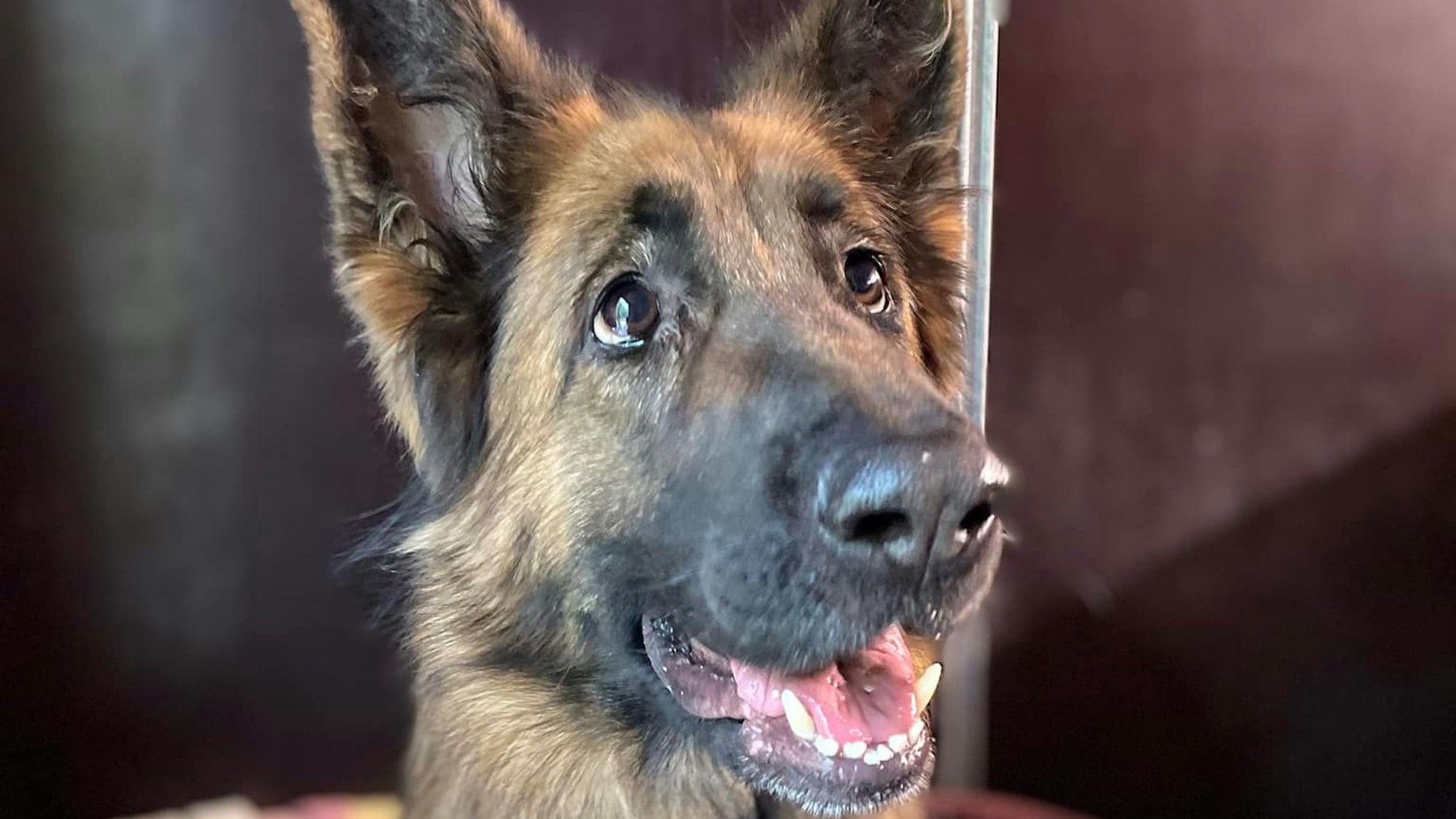 Schäferhündin Luna (4) sucht ein neues Zuhause. Hier schaut sie rechts an der Kamera vorbei.