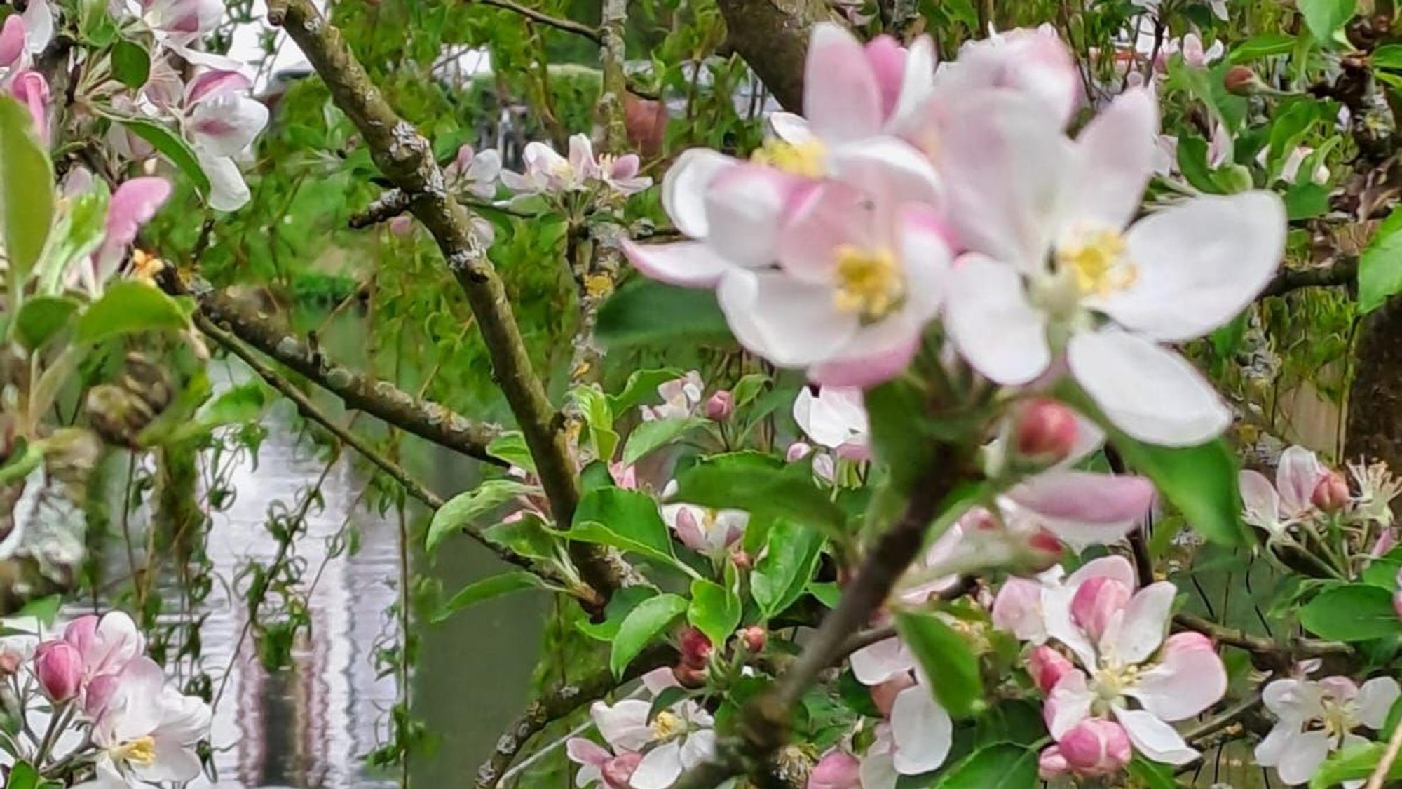 Blüten blühen vor einem Teich.