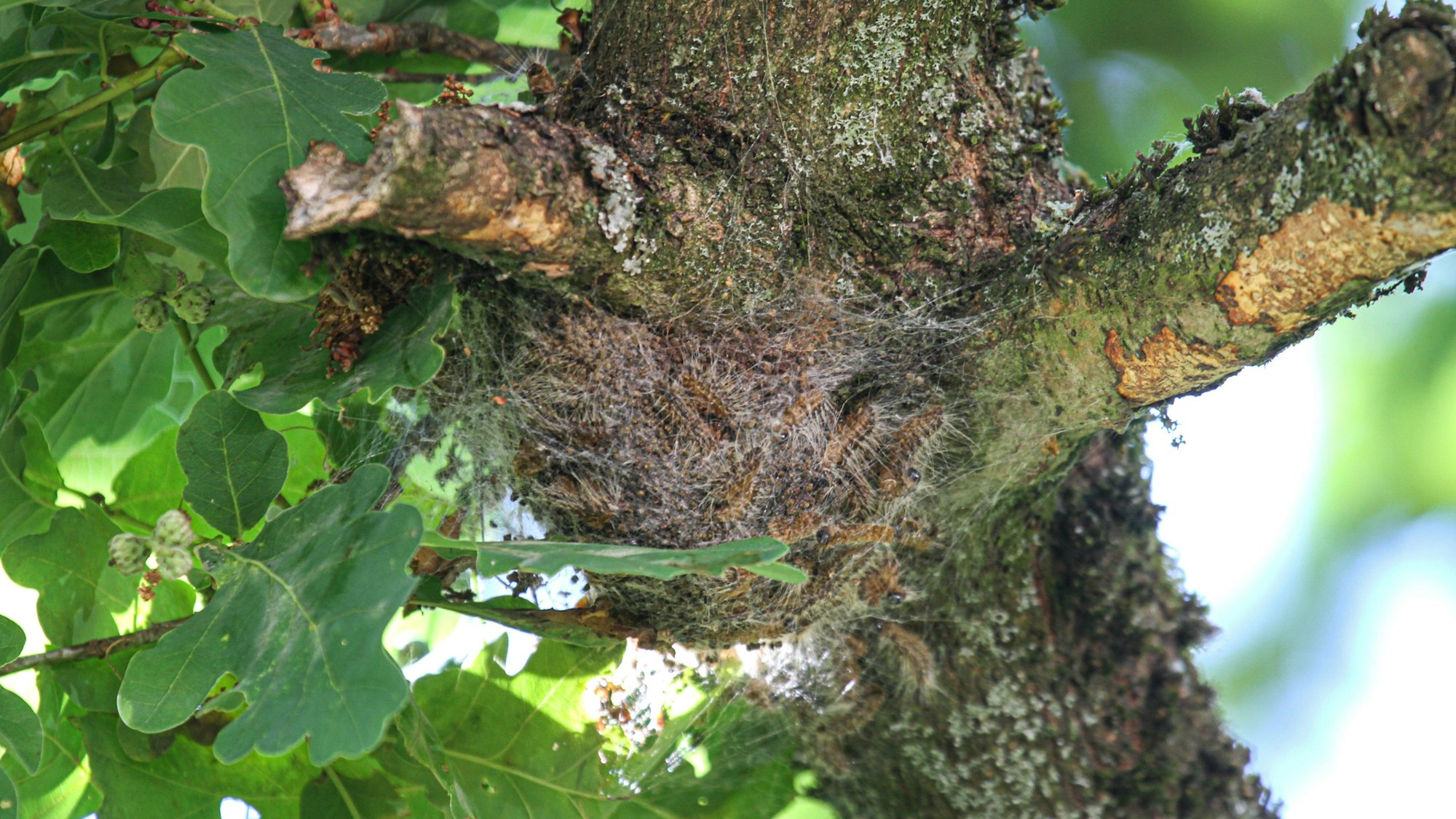 Eichenprozessionsspinner