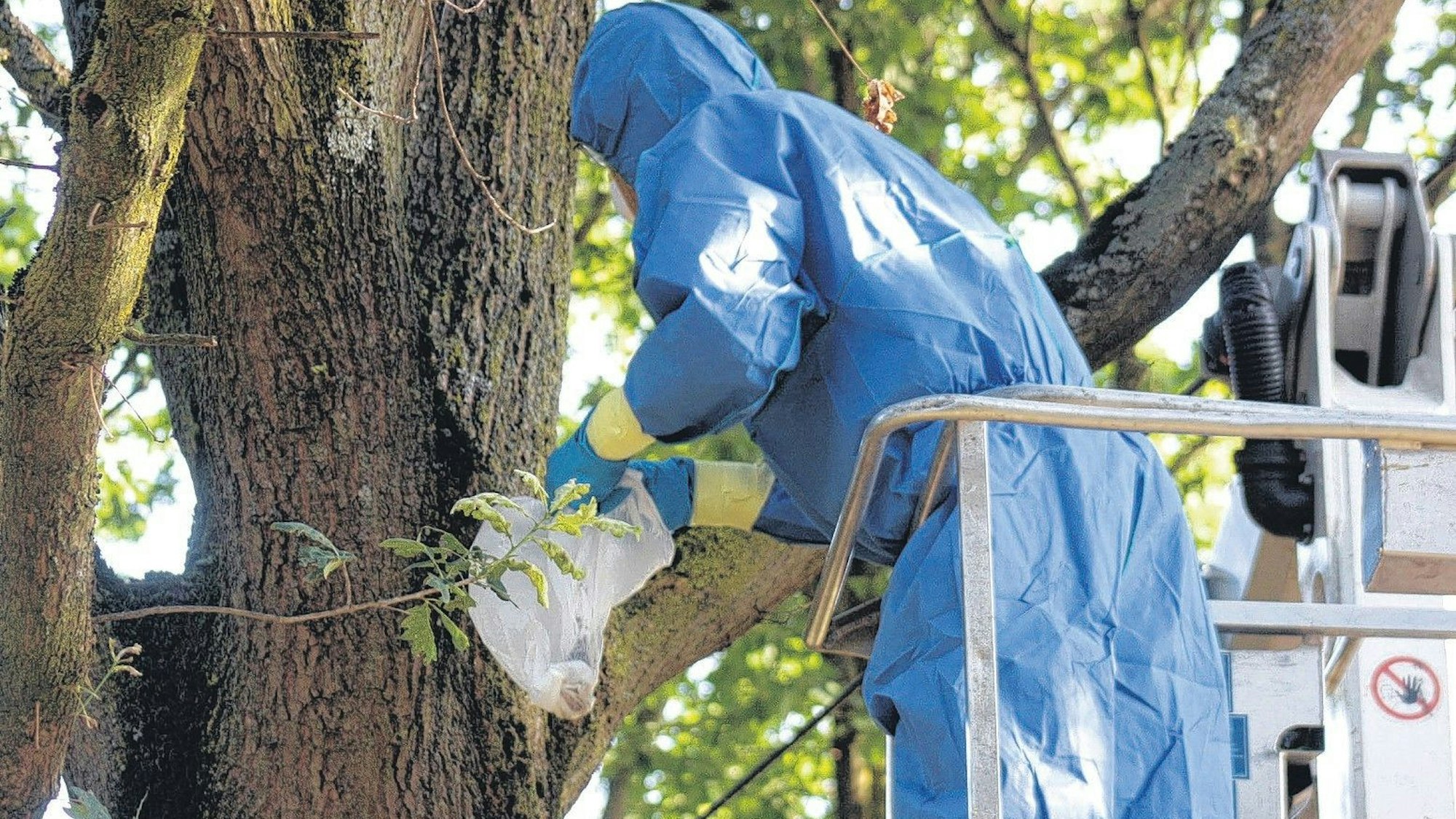 Vermehrt sieht man in den Bäumen in der letzten Zeit wieder Eichenprozessionsspinner.