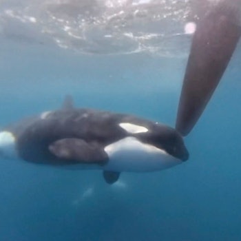 Auf einem von „The Ocean Race 2023“ zur Verfügung gestellten Videobild nähert sich ein Orca einem Ruder der Hochsee-Segelyacht des Teams JAJO, das am Ocean Race 2023 teilnahmt. (Archivbild) Nun hat die Gruppe von Schwertwalen erneut angegriffen.