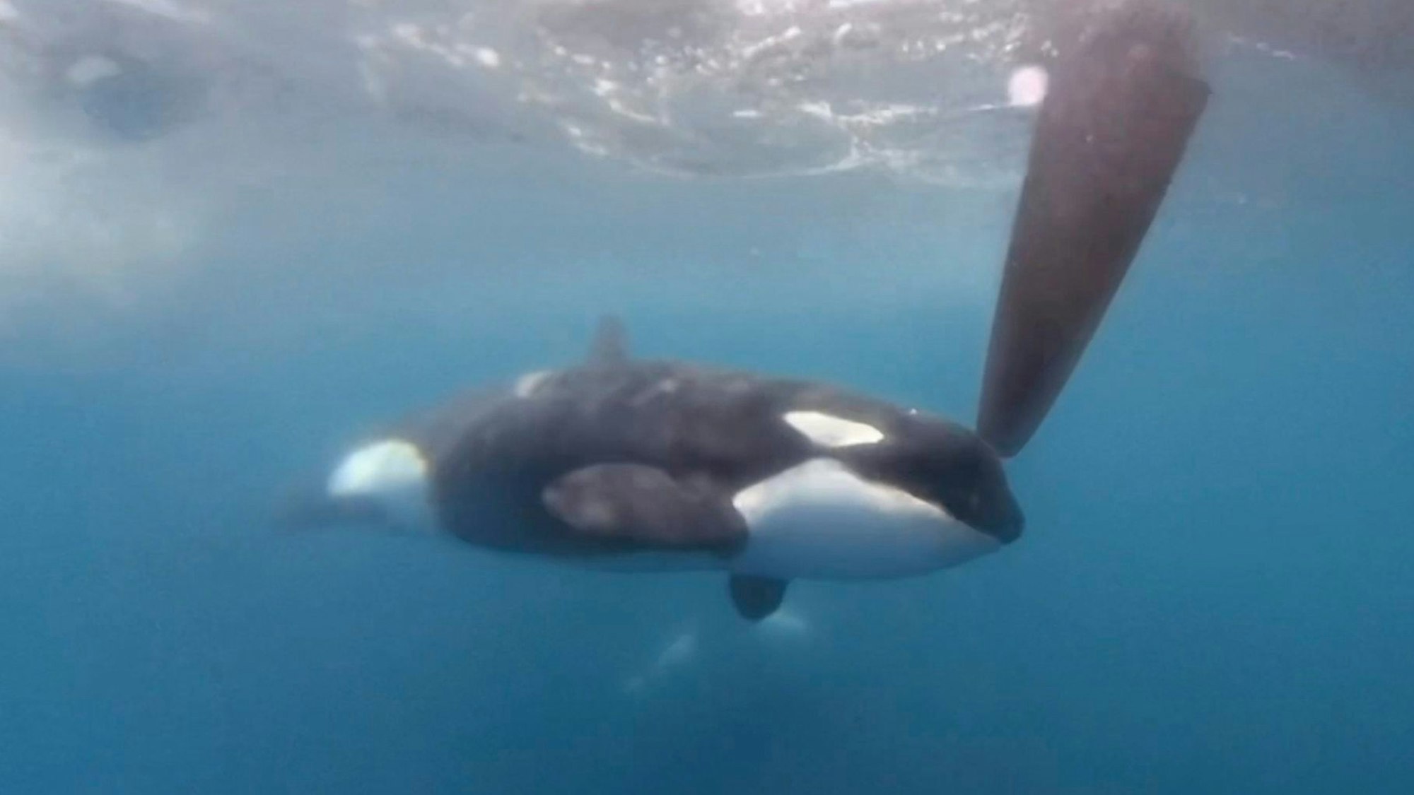 Auf einem von „The Ocean Race 2023“ zur Verfügung gestellten Videobild nähert sich ein Orca einem Ruder der Hochsee-Segelyacht des Teams JAJO, das am Ocean Race 2023 teilnahmt. (Archivbild) Nun hat die Gruppe von Schwertwalen erneut angegriffen.