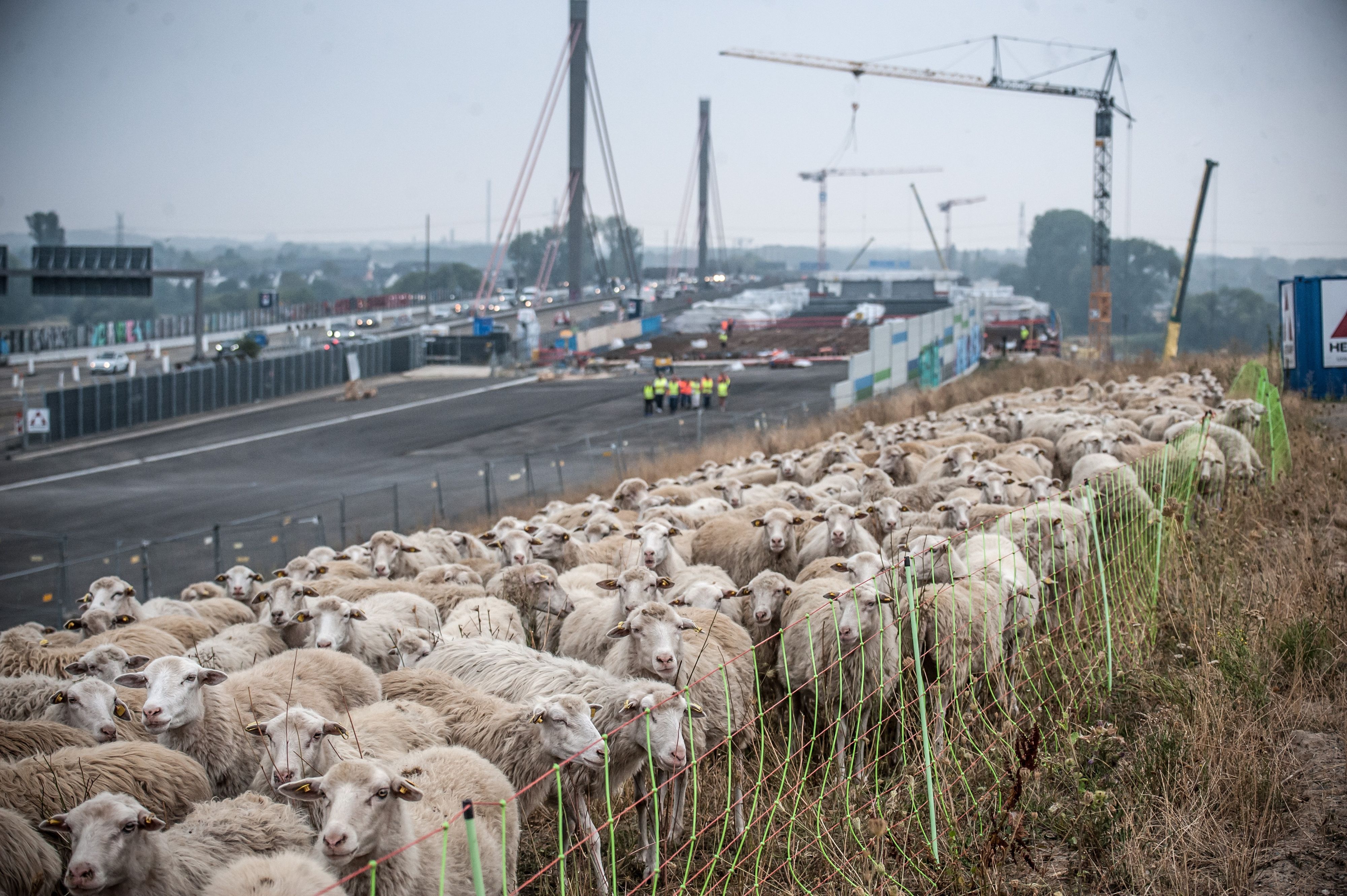 Die Autobahnhänge der Altlast Nord ließ man 2022 versuchsweise durch Moodschnucken und Ziegen beweiden. (Archivbild)