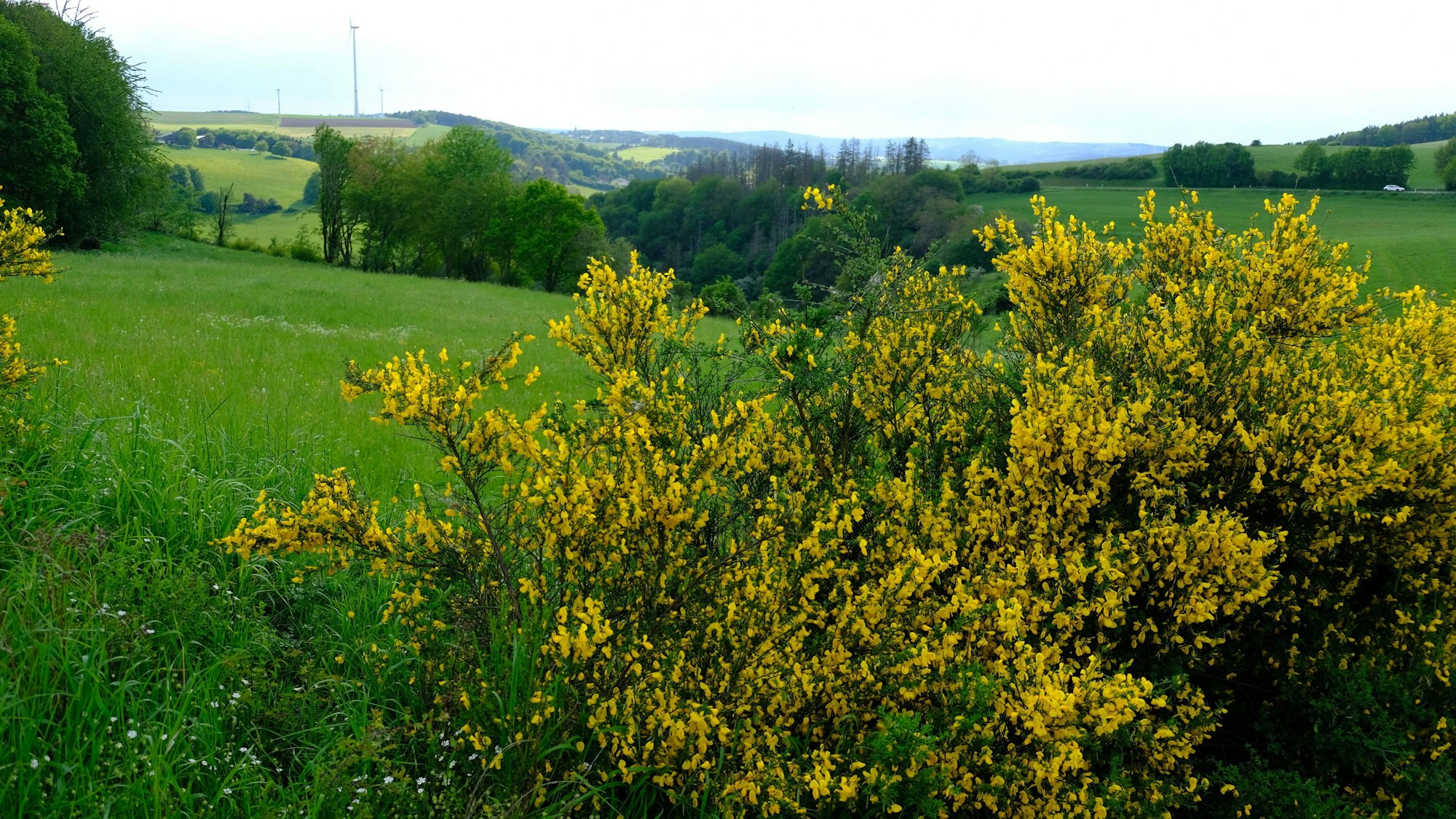 Frühling in der Nordeifel: Ein blühender Ginsterbusch. Im Hintergrund Wälder und Wiesen.