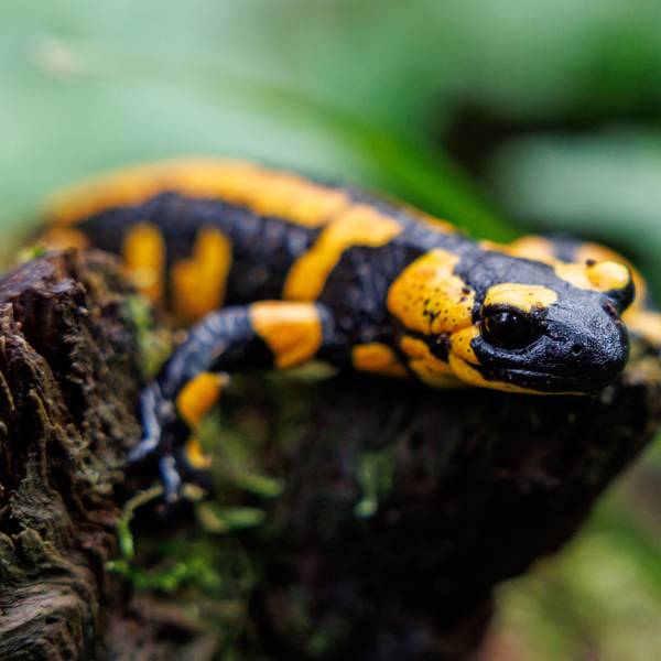 Ein Feuersalamander sitzt in einem Tiergarten in seinem Gehege.