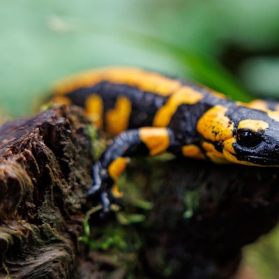 Ein Feuersalamander sitzt in einem Tiergarten in seinem Gehege.