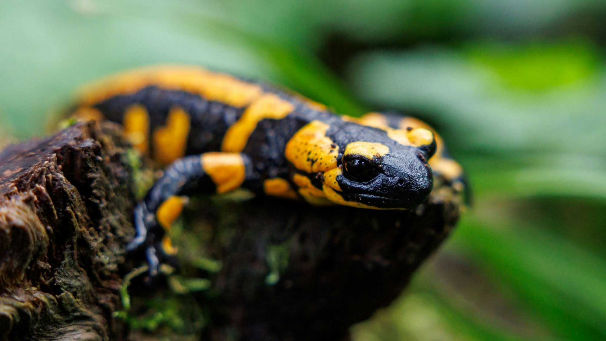 Ein Feuersalamander sitzt in einem Tiergarten in seinem Gehege.