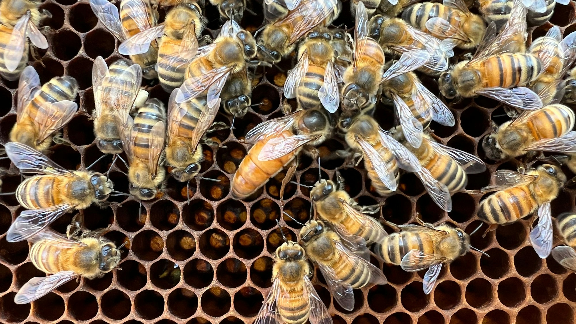 Man sieht Arbeiterbienen und eine Bienenkönigin in einer Honigwabe. Die Königin ist größer und heller als die Arbeiterbienen, die sie umgeben.
