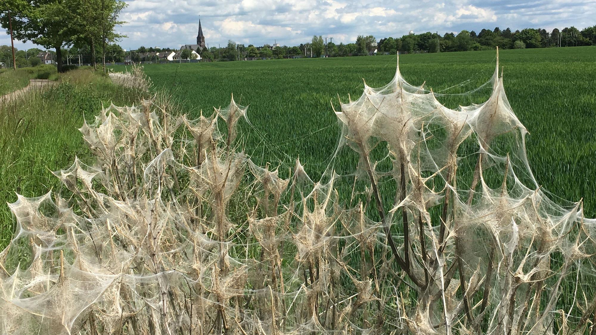 Pflanzen von Gespinstmotten befallen