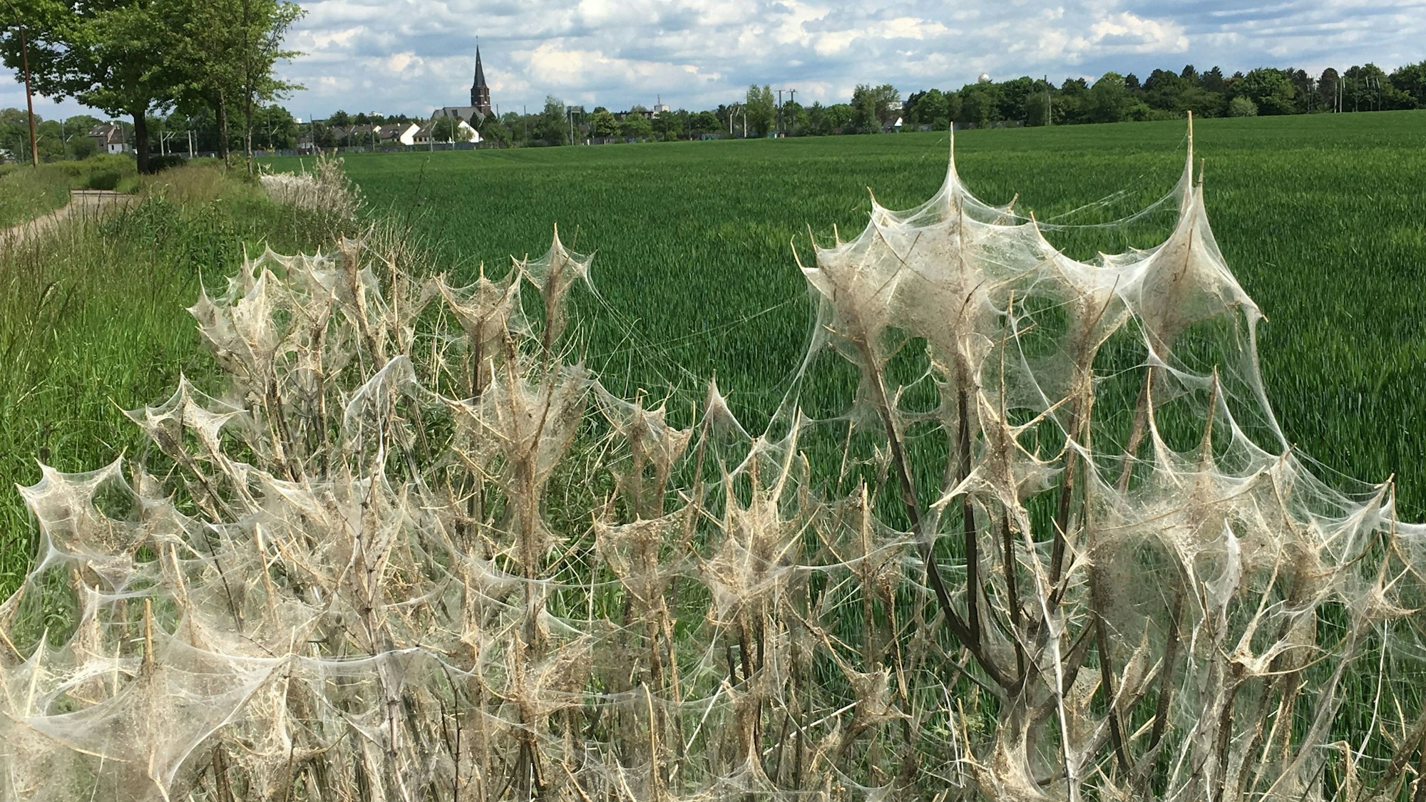 Pflanzen von Gespinstmotten befallen