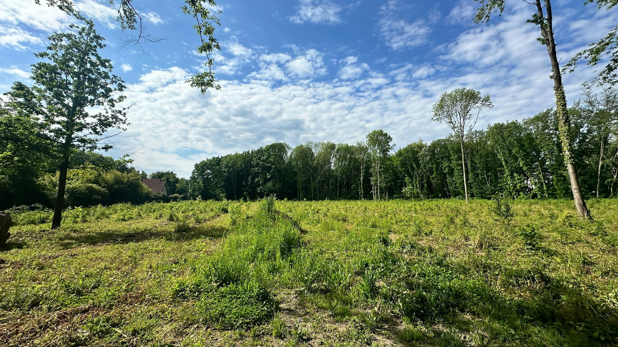 Durch die Fällungen auf dem Shell Gelände verändert sich das Landschaftsbild.