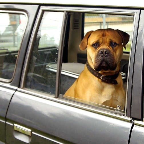 Ein Hund sitzt in einem Auto.