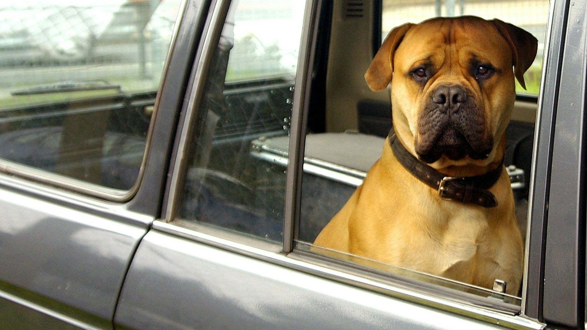 Ein Hund sitzt in einem Auto.