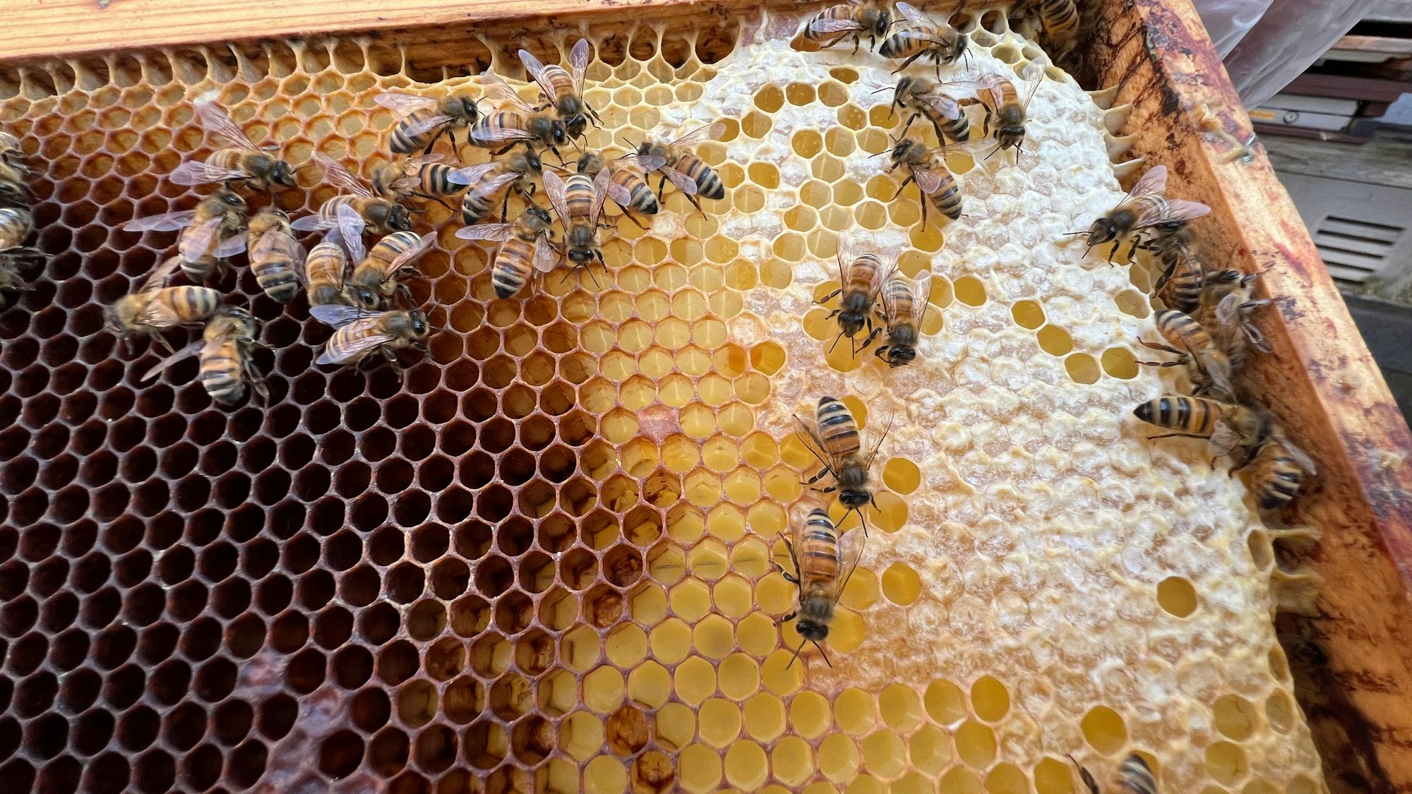 Man sieht eine Honigwabe mit Bienen. Links in der Wabe ist dunkelbrauner, noch zu wässriger Nektar. Rechts in der Wabe ist der Wassergehalt des Nektar verdunstet, Honig bleibt übrig. Foto von Jekabs Krumins