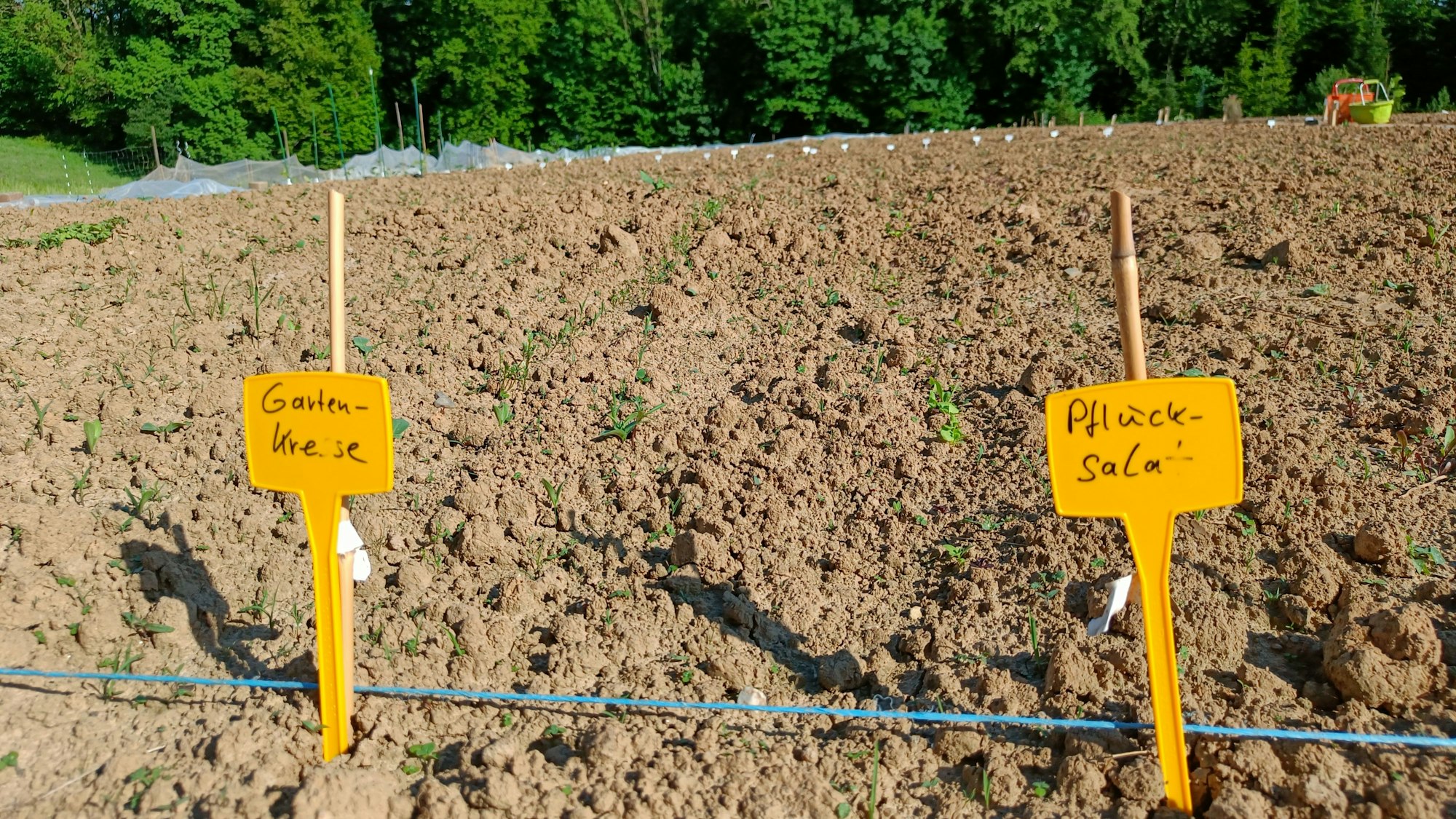 Ein Feld ist zu sehen, dahinter ein Wald. Auf dem Feld stecken zwei Schilder im Boden. Sie weisen aus, welches Gemüse hier gesät wurde.