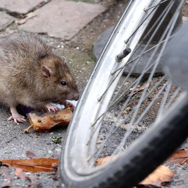 Eine Ratte frisst Lebensmittelreste.