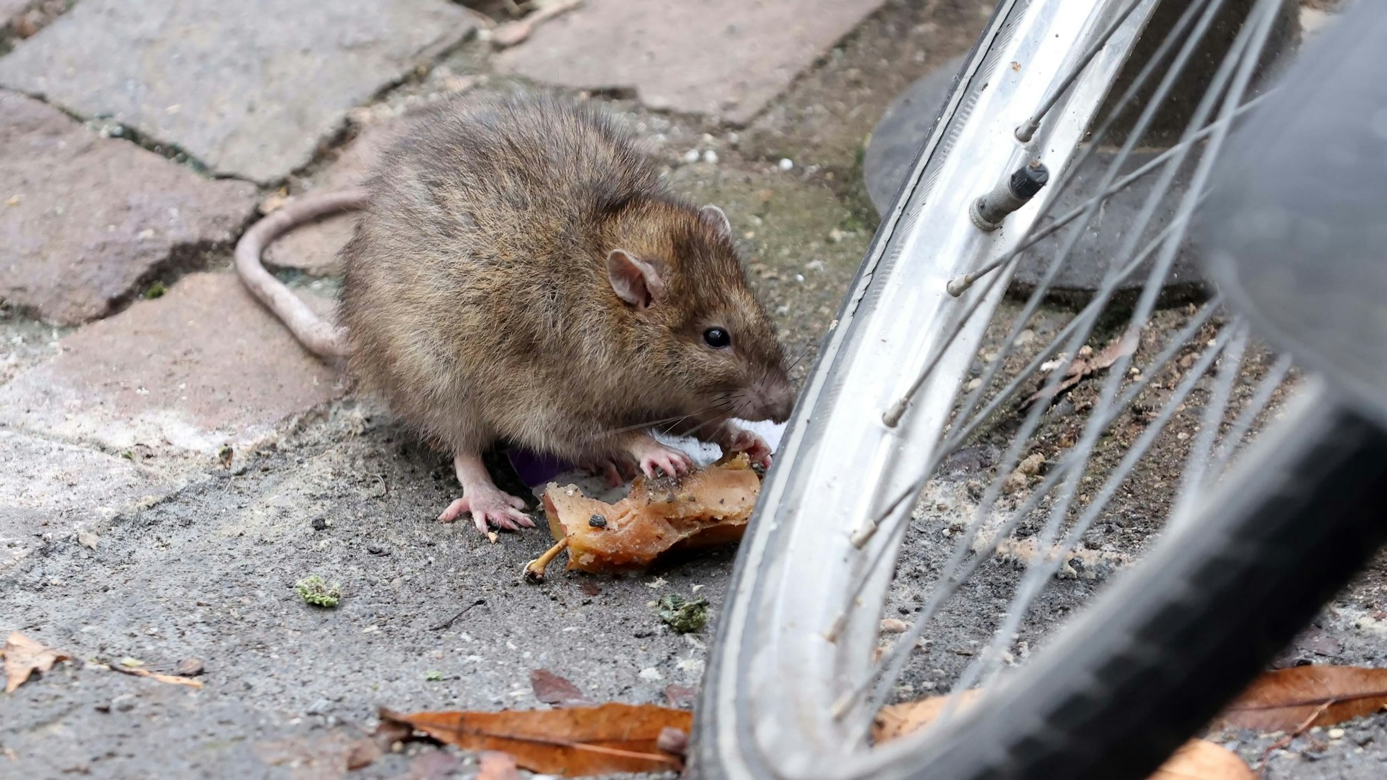 Eine Ratte frisst Lebensmittelreste.