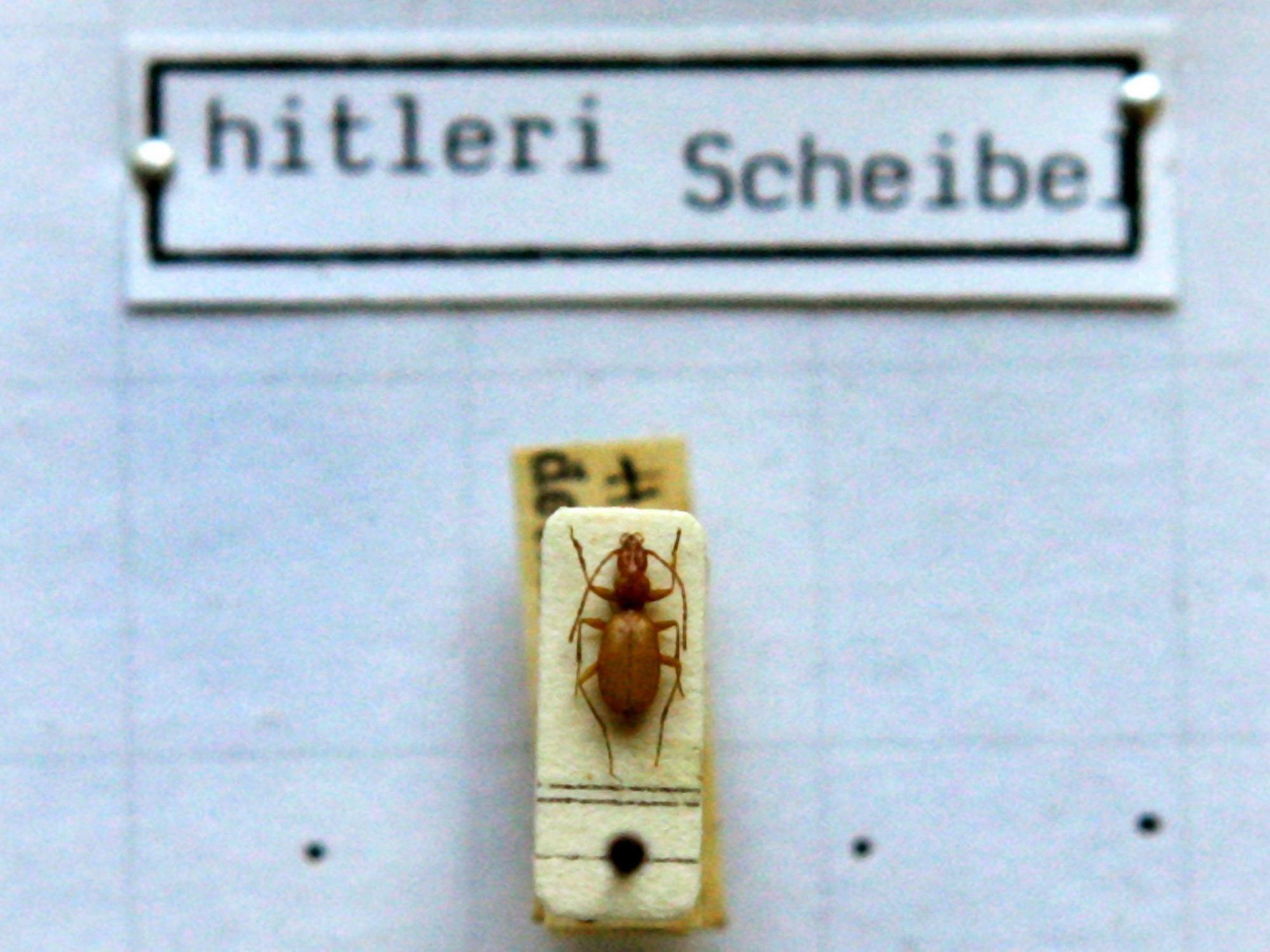 Das Foto zeigt einen Anophthalmus hitleri, einen „Hitler-Käfer“ unter einem Mikroskop in der Zoologischen Staatssammlung in München.