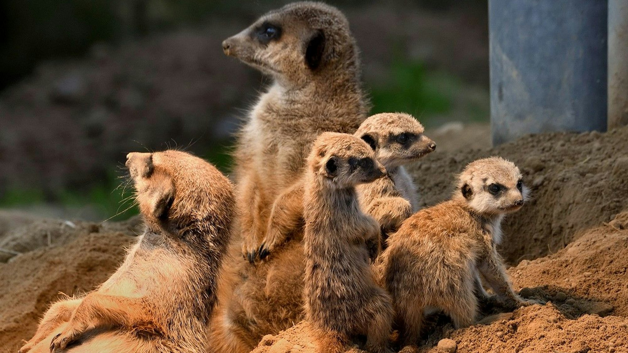 Auf dem Bild sind Erdmännchen in Köln zu sehen.