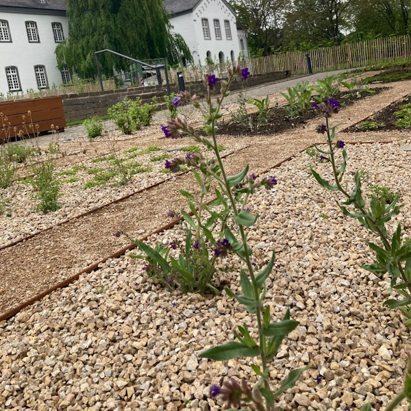 Im Vordergrund ist der frisch angelegt Klostergarten zu nennen, im Hintergrund die Kirche St. Nikolaus in Brauweiler und ein Wirtschaftsgebäude.