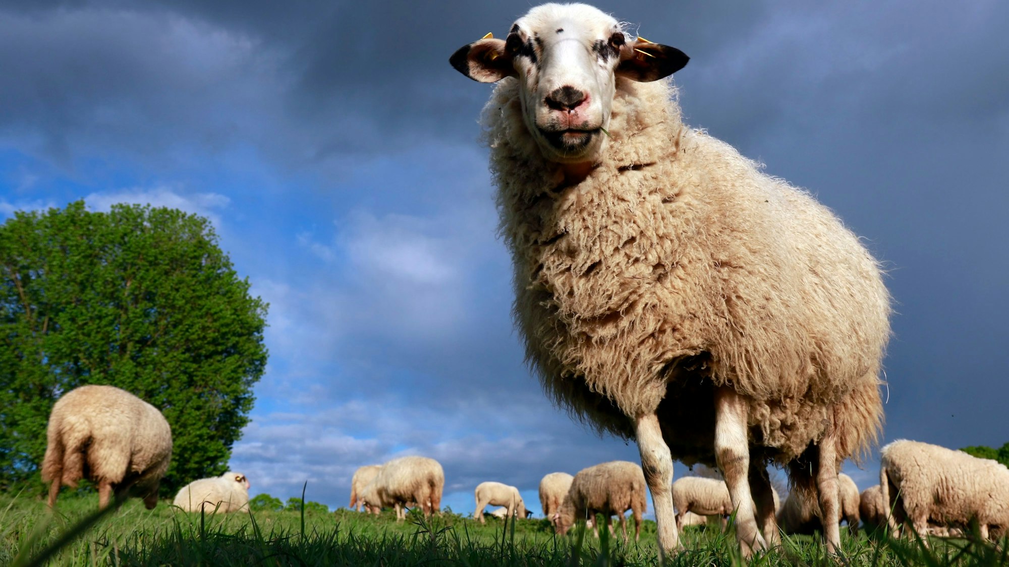 18.04.2024, Köln: Schafe am Rhein in der Nähe der Südbrücke. Foto: Arton Krasniqi