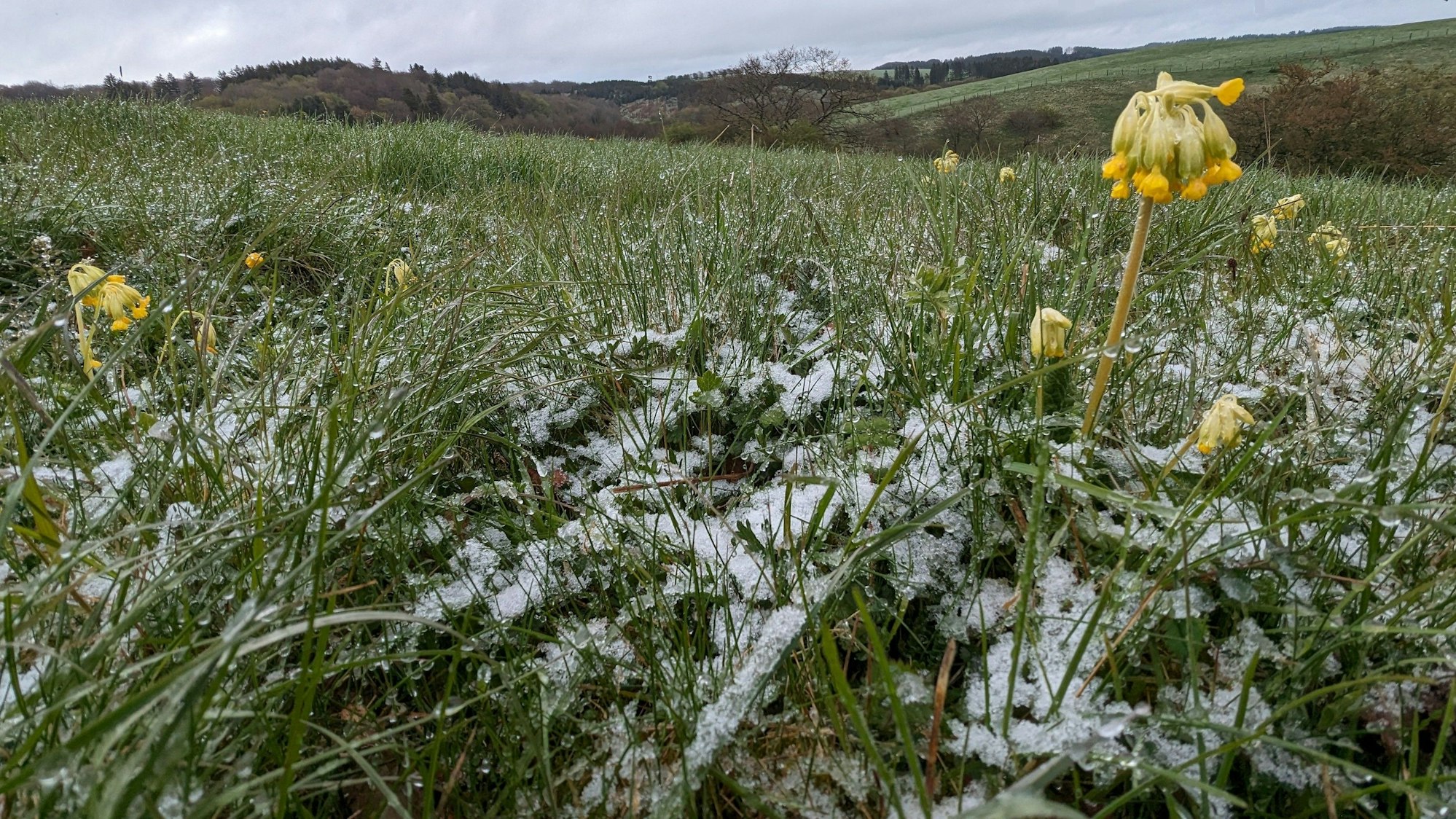 Auf einer Wiese bei Nettersheim blühen gelbe Schlüsselblumen. Es liegt ein wenig Schnee.