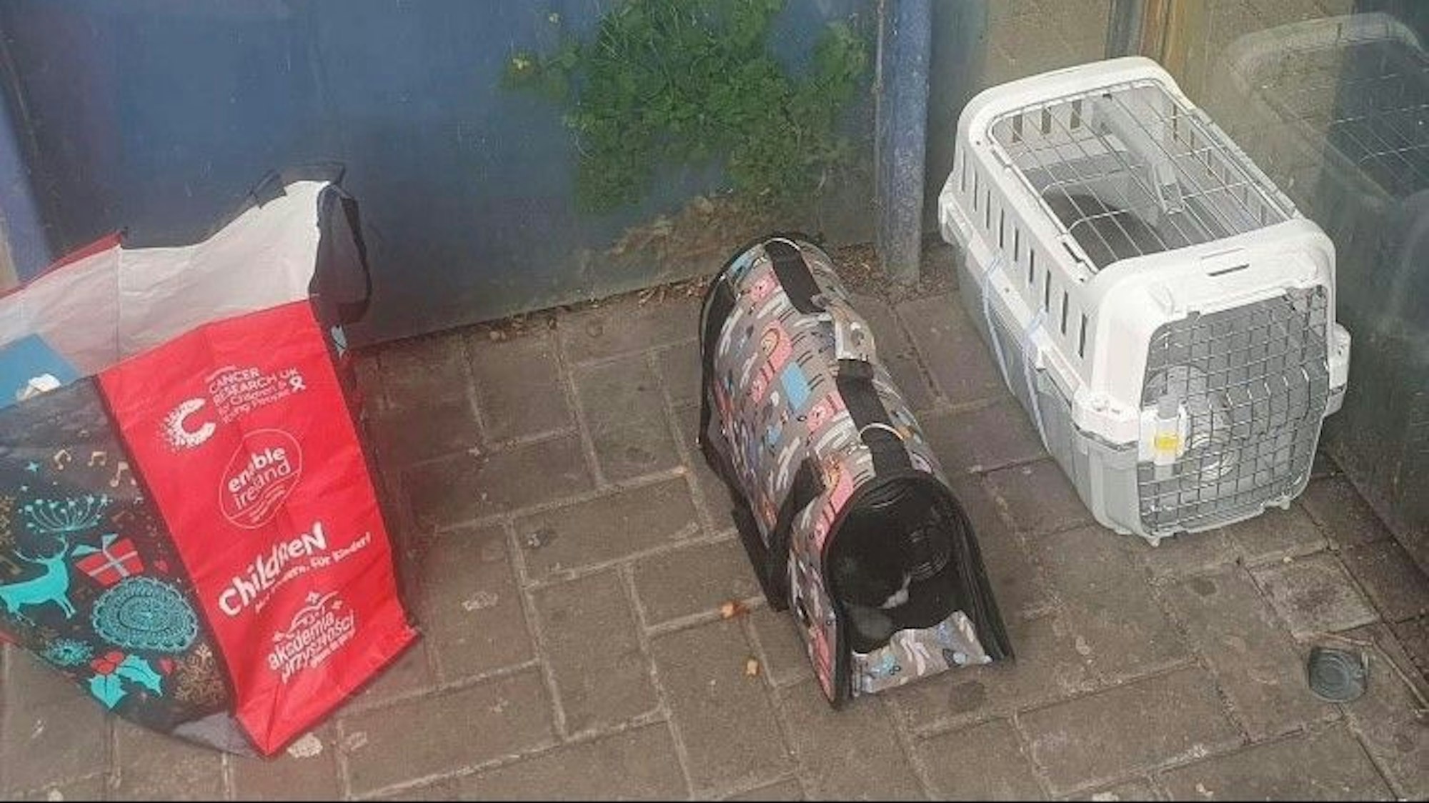 Auf dem Bild sind die Transportbehälter mit den Katzen und eine Tasche mit Futter und Streu zu sehen.