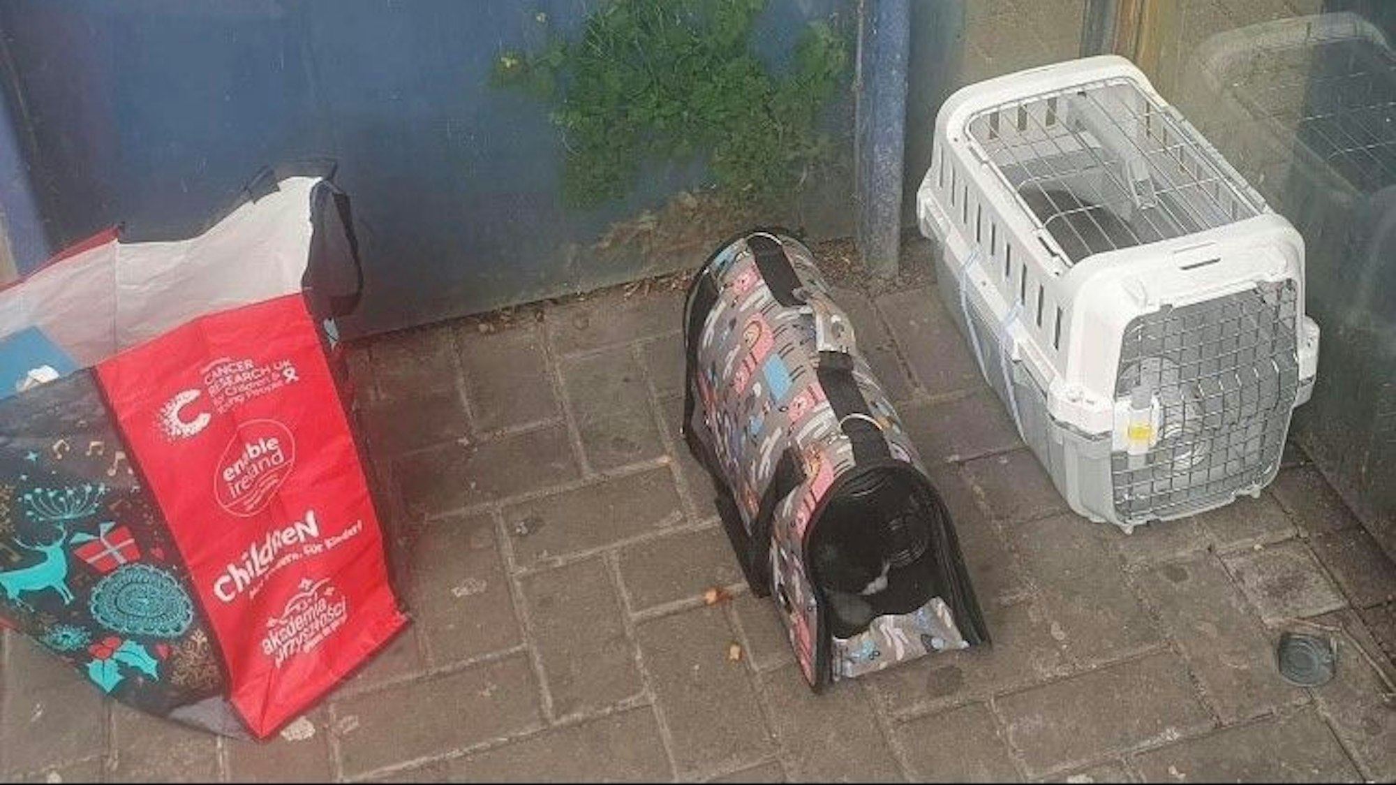 Auf dem Bild sind die Transportbehälter mit den Katzen und eine Tasche mit Futter und Streu zu sehen.