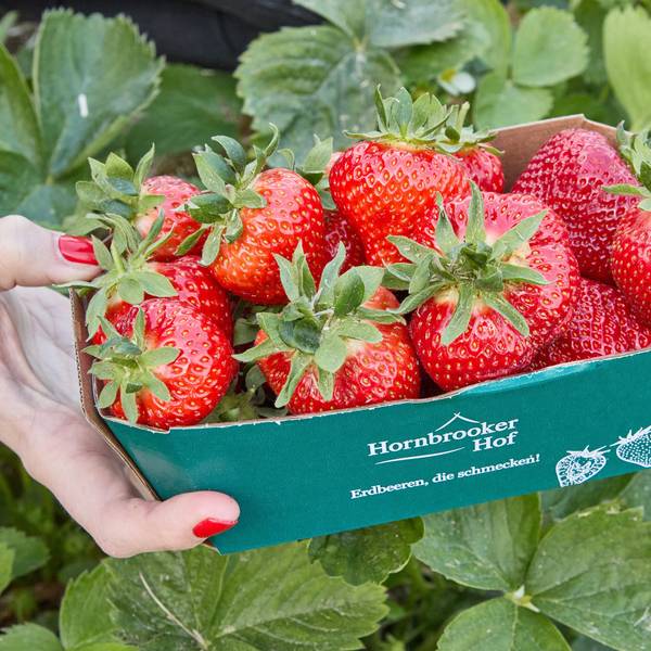 Eine Hand hält eine Schale mit Erdbeeren.