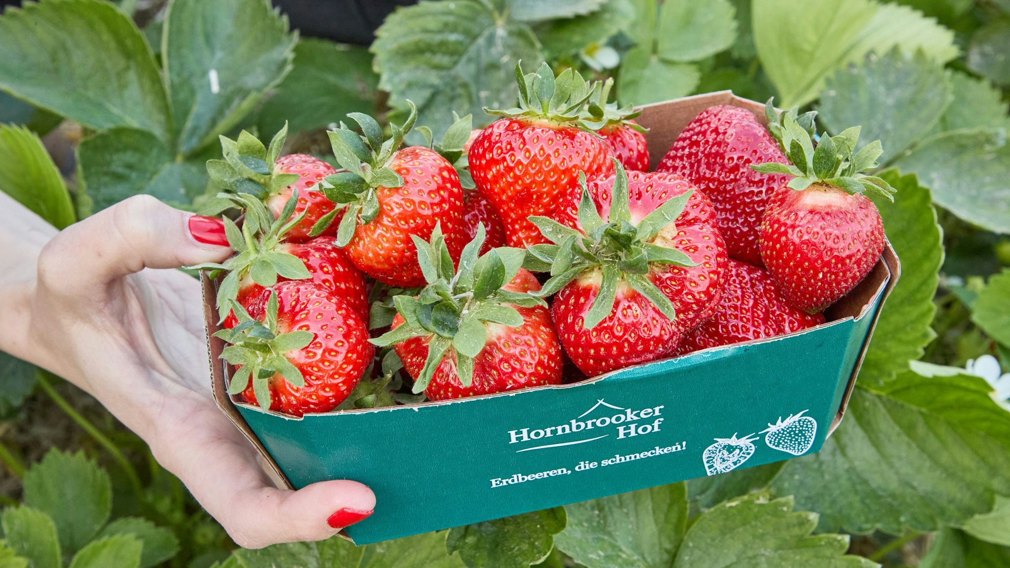 Eine Hand hält eine Schale mit Erdbeeren.